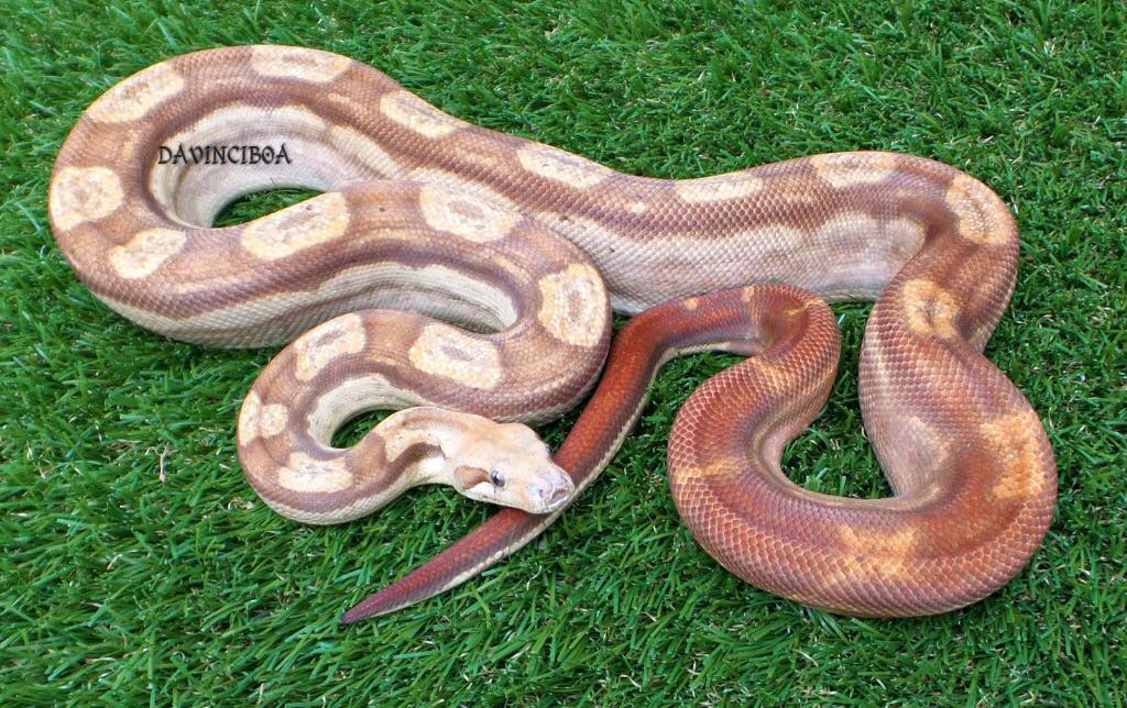 Davinci Boa - Here is a stellar Platinum (proven) breeding... | Facebook