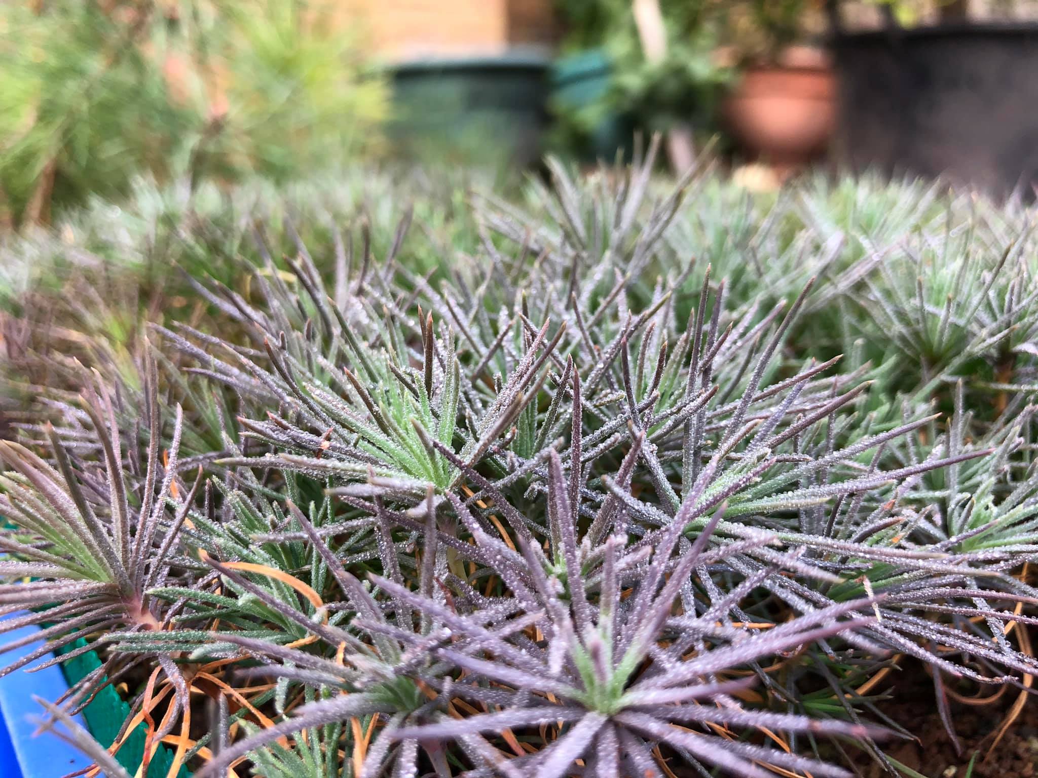 Japanese Black Pines Starter trees