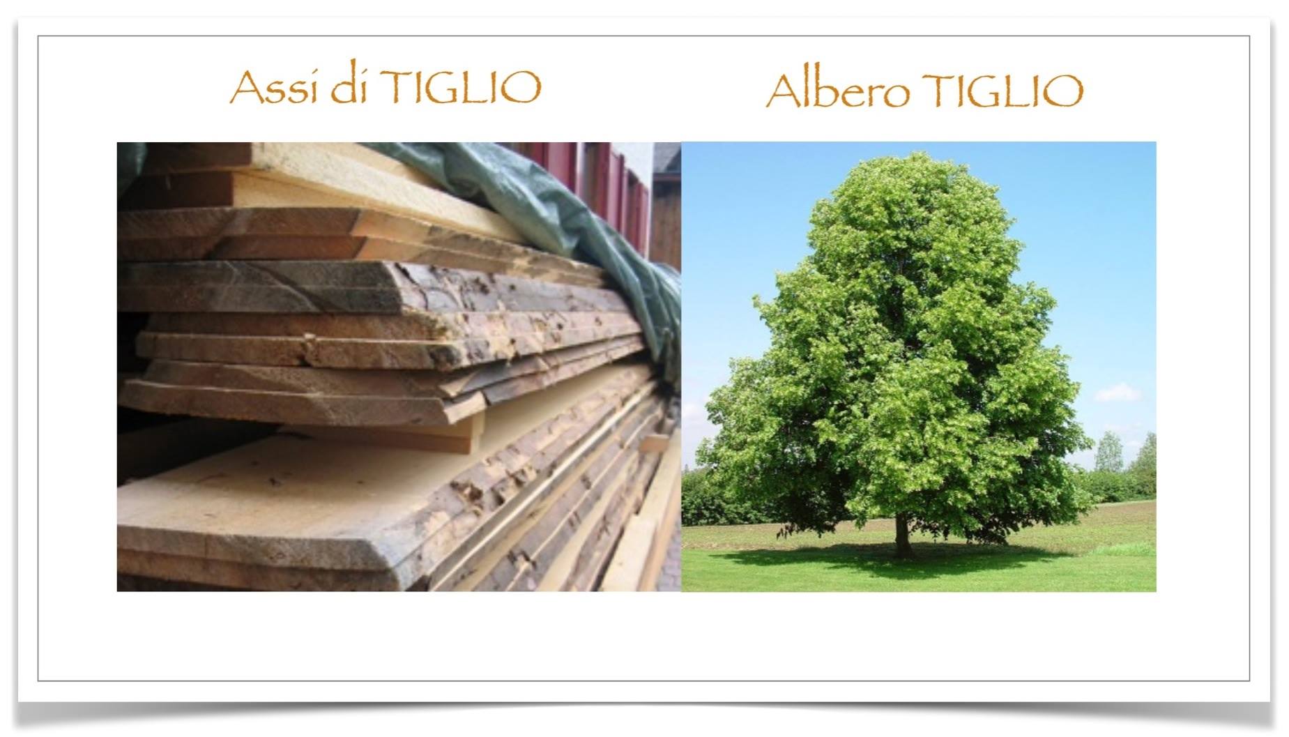 Tavola In Legno Di Tiglio Per Intaglio 30x10x2,5 Cm – Legno Morbido Per Scolpire, Tornire E Progetti Fai Da Te, Adatto Anche Per Bambini