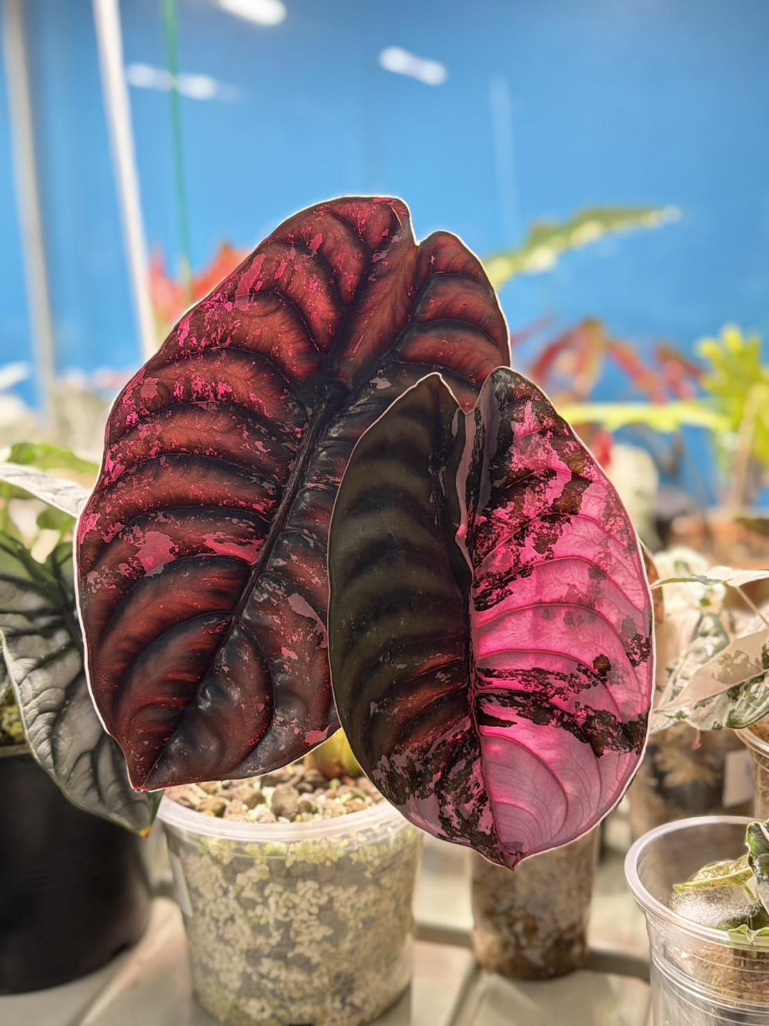 Alocasia 'Cuprea' Pink Variegated. 📷 Credit : K. Nijshanaaj
