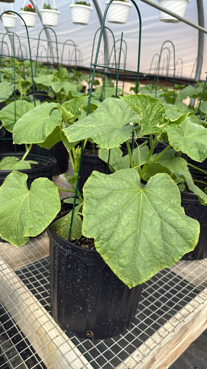 Hanson's Greenhouse & Floral | Shevlin MN