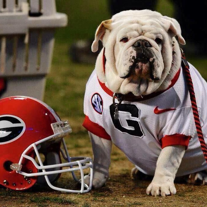 Rip the adorable puppy on Reels