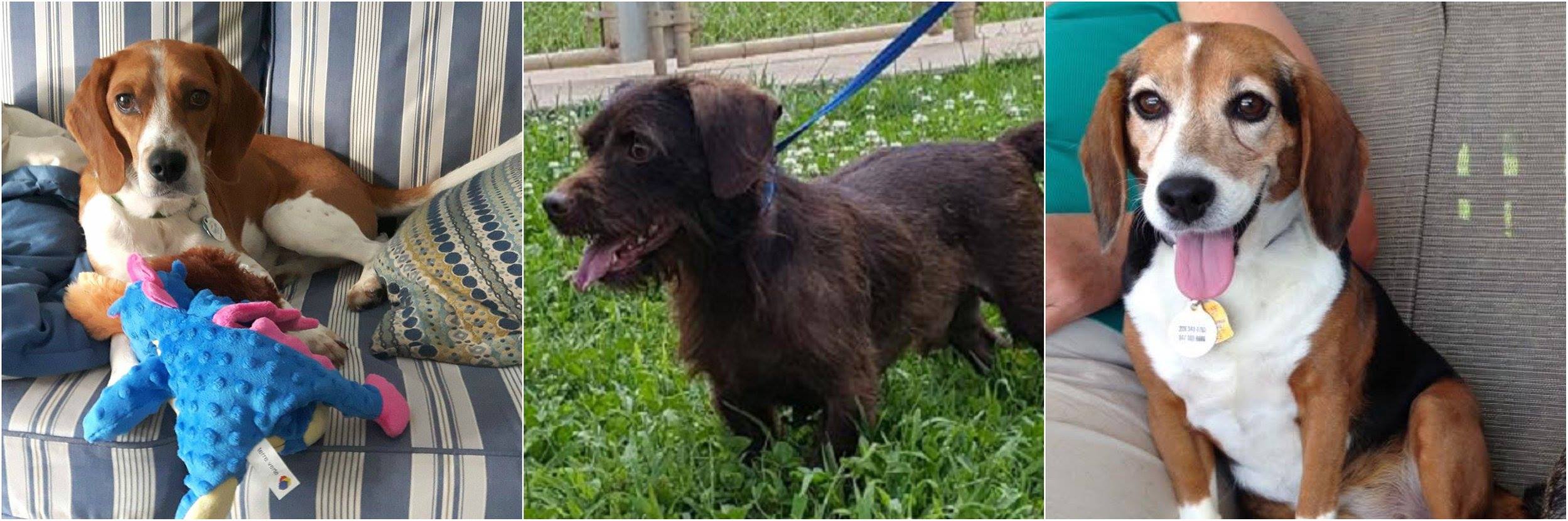 Save Me Rescue - Congratulations to Robbie, Redmond and... | Facebook