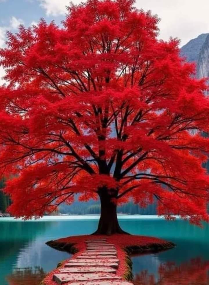 What is the name of this beautiful tree with red flowers?