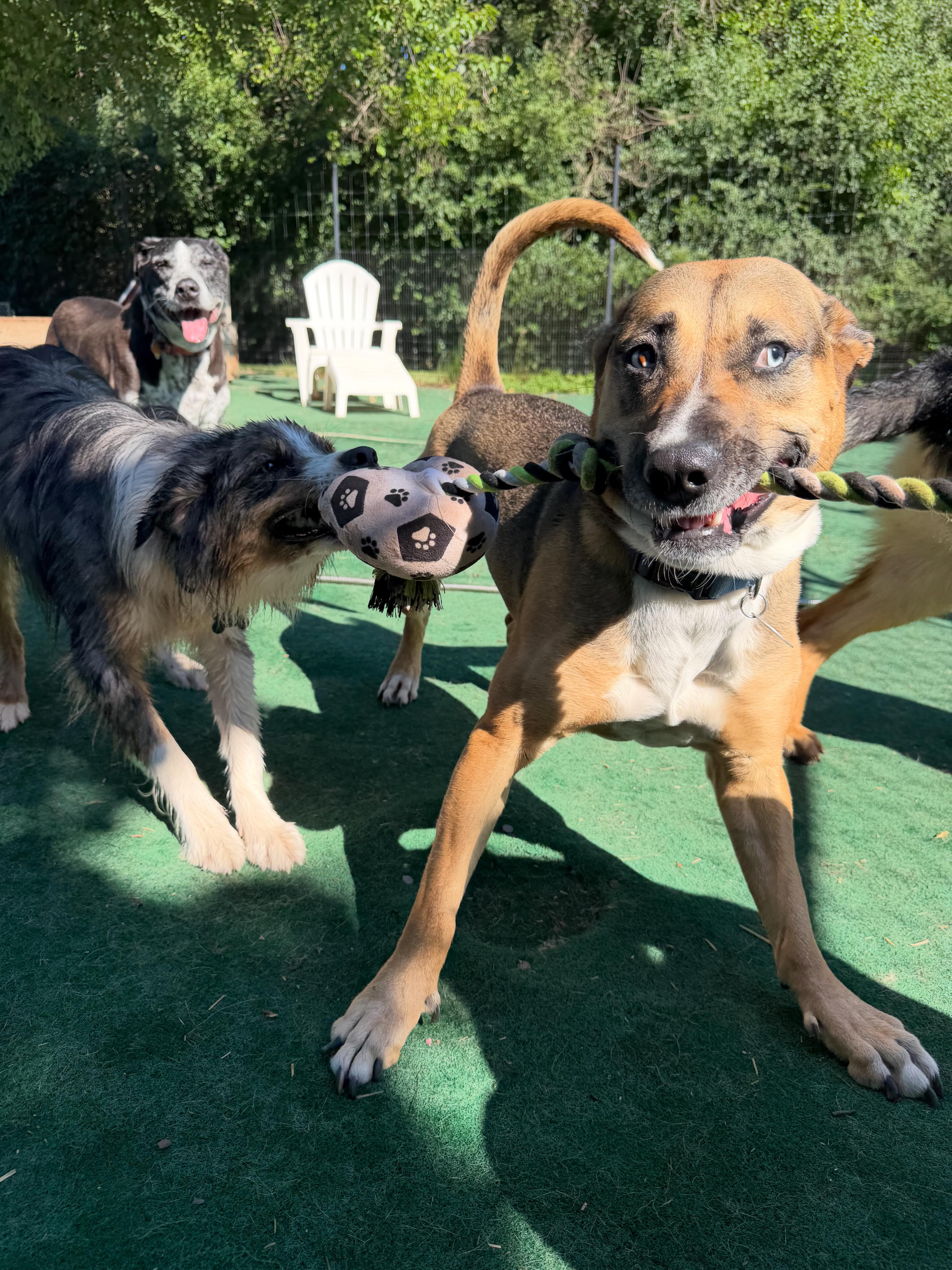 Happy days!!! 😁 - - - #dogsofinstagram #doggylove #njdogs