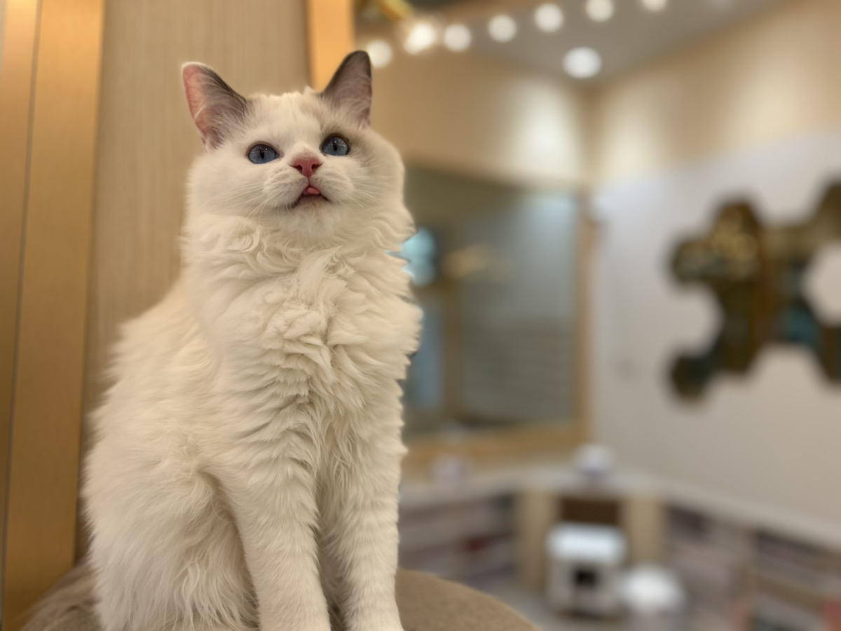 CAT CAFE MOCHA (@catcafemocha) • Facebook