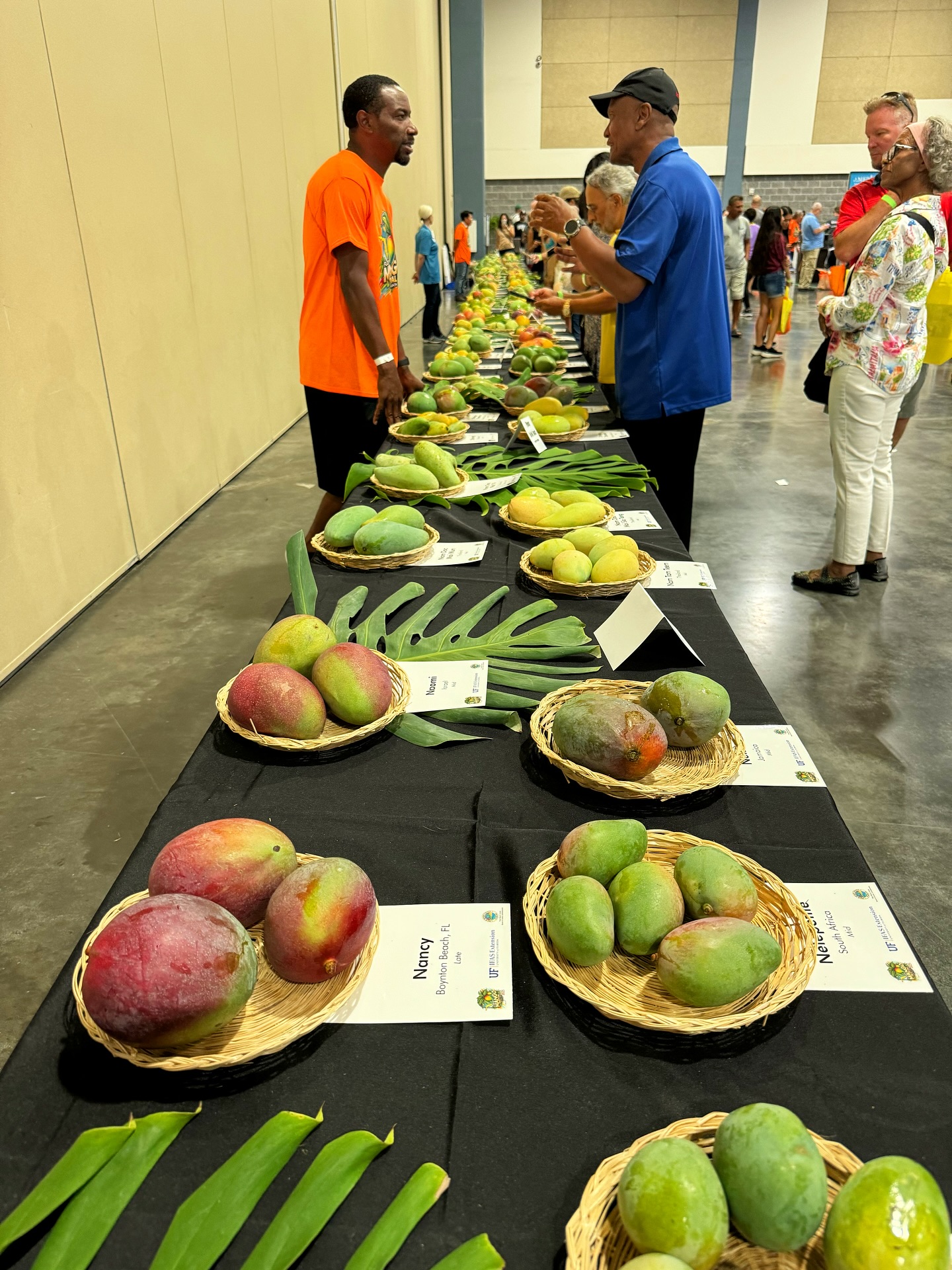 Tropical Acres Farms, Inc. - Variety: Zill. This mango originated in ...