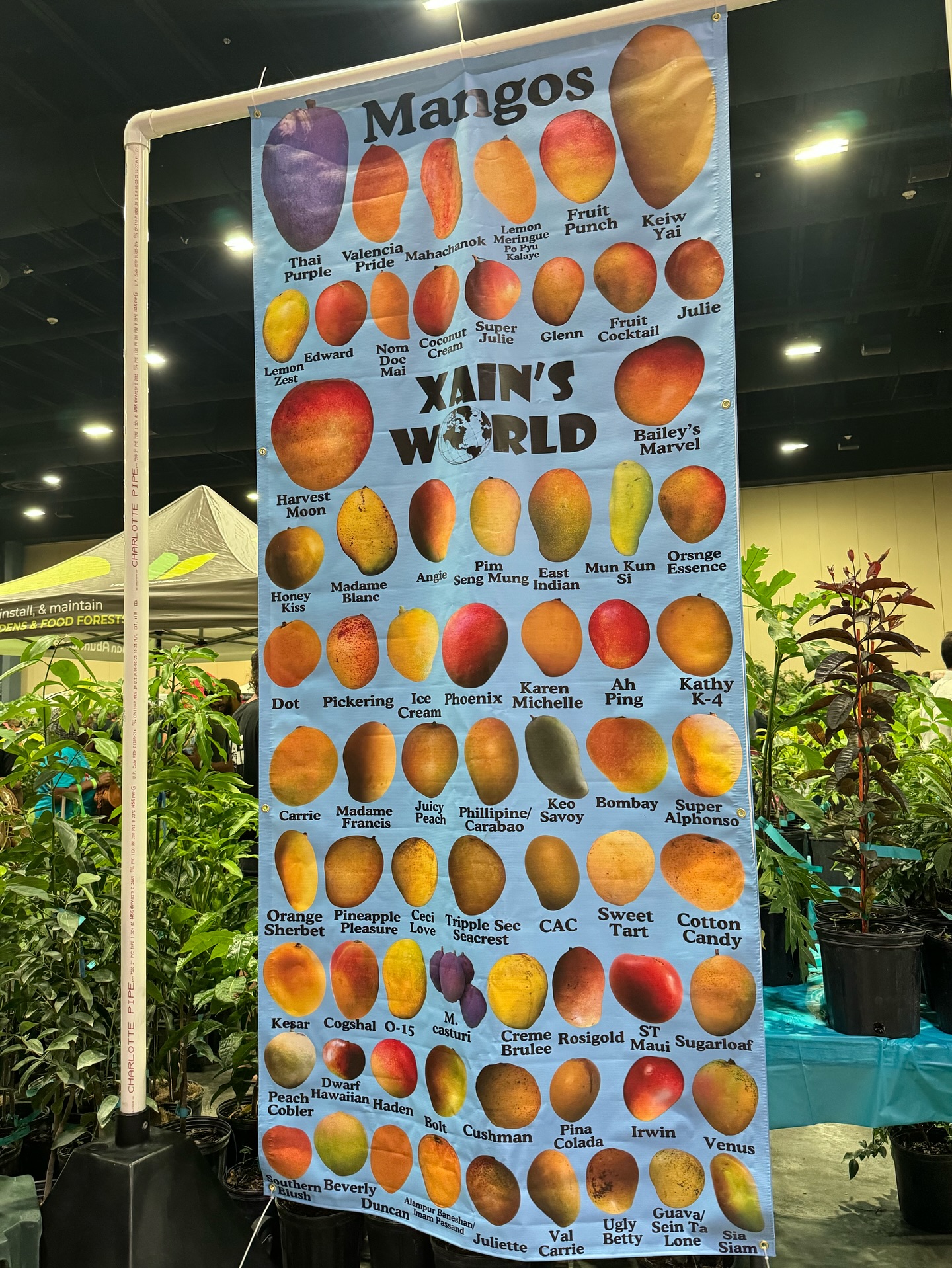 Tropical Acres Farms, Inc. - Variety: Zill. This mango originated in ...