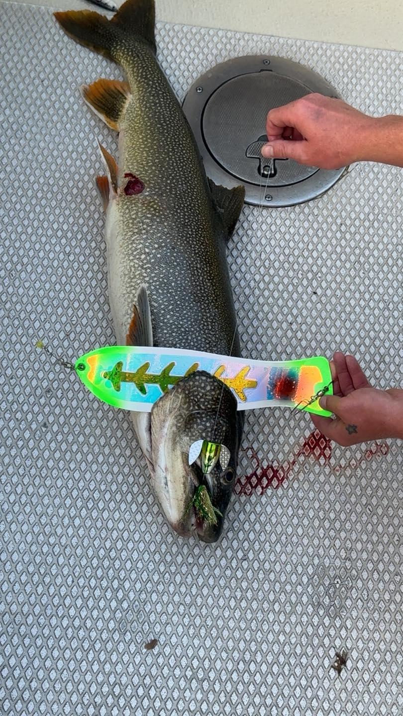 building fishing lures Making Kit, 231pcs DIY Inline Spinner Bait Making Kit Colorado Spinner Blade Fishing Spoon Rig Treble Hooks Plier Make Your Own Fishing Lures for Bass Trout Walleye TSTIISS-1002MH Color:Live Croaker TWITCH Lure Review -