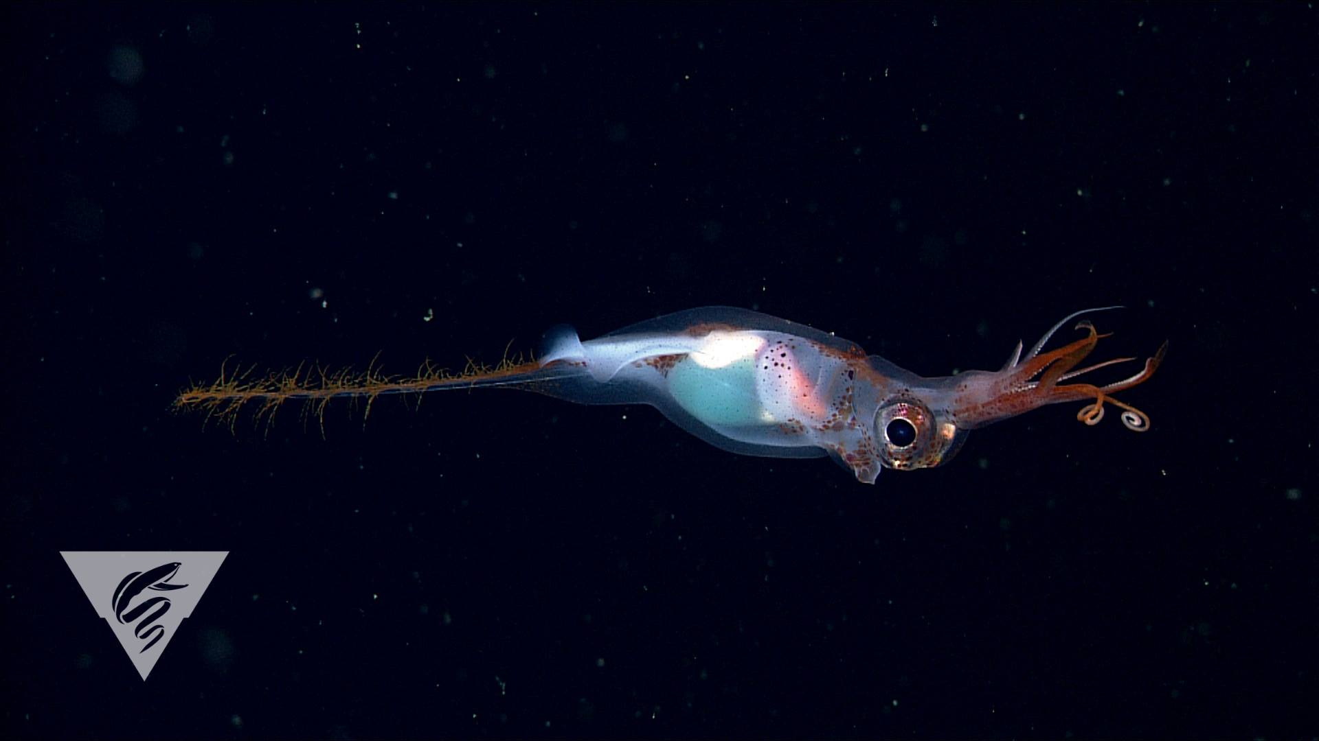 MBARI - This relatively rare deep-sea squid Planctoteuthis danae was ...