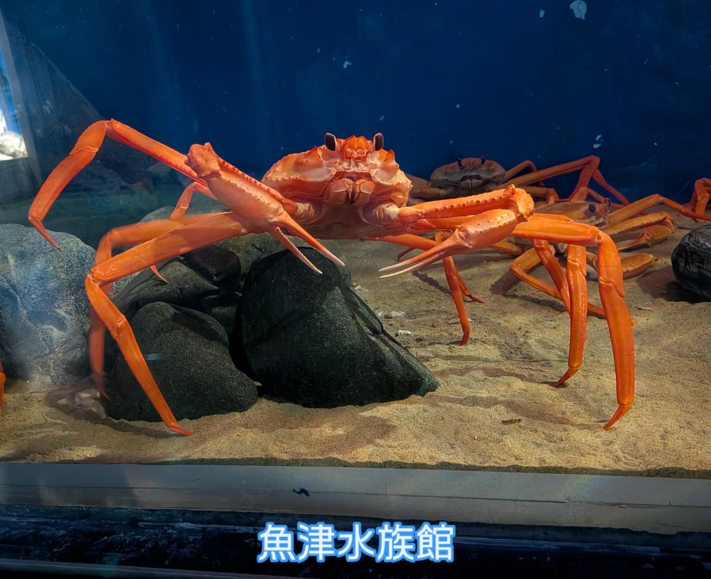 魚津水族館 - #サケガシラ 幼魚 全長400mm(体長270mm) 昨日の朝、新湊