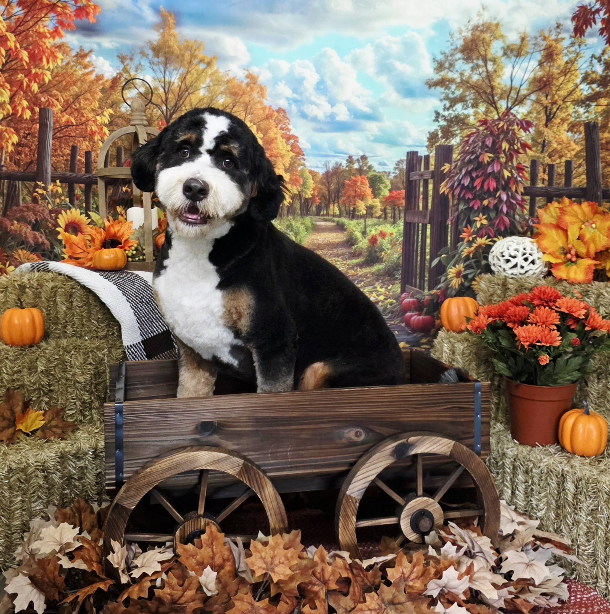 Cristy's Pet Styles Inc. | Murfreesboro TN