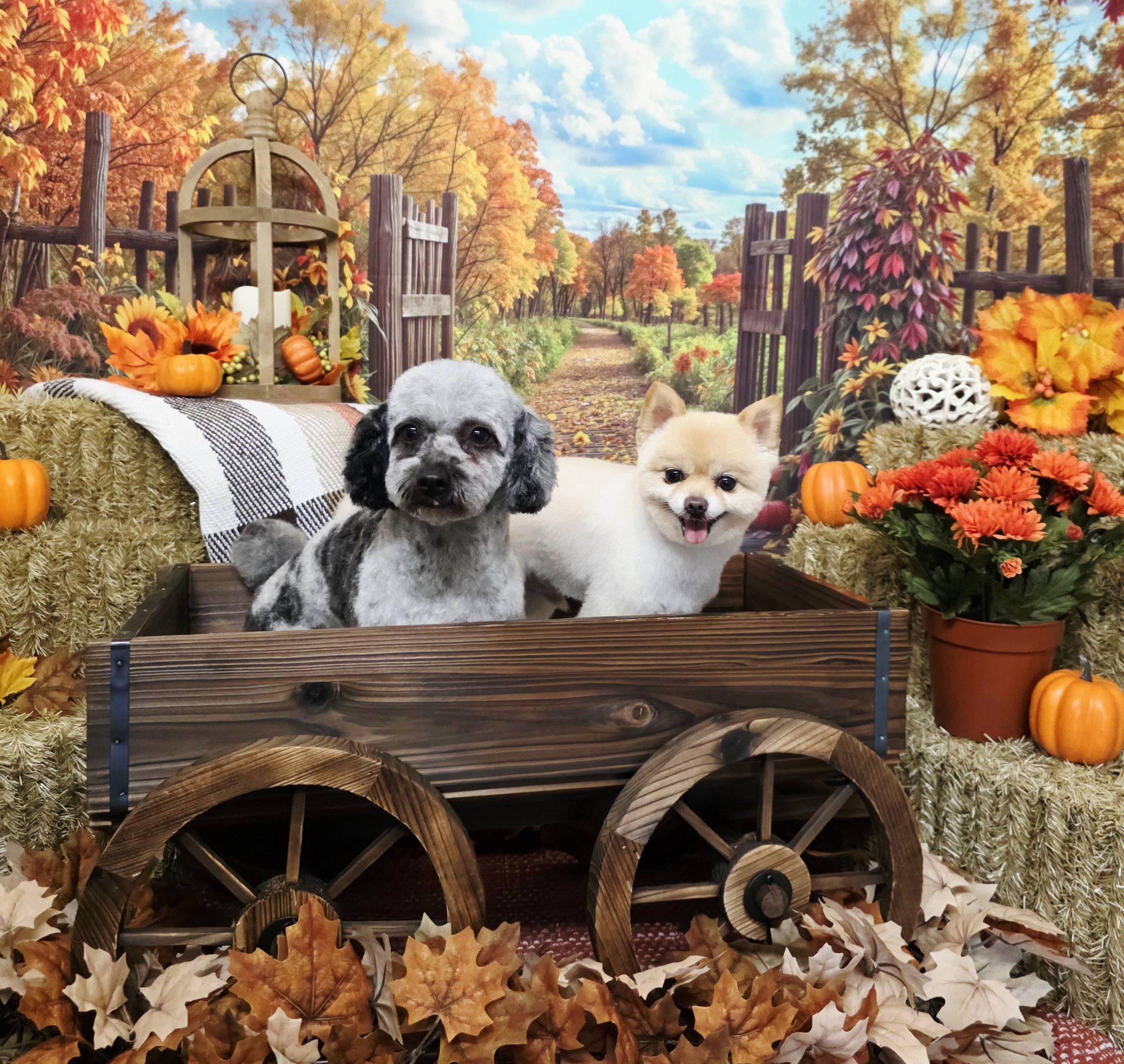 Cristy's Pet Styles Inc. | Murfreesboro TN