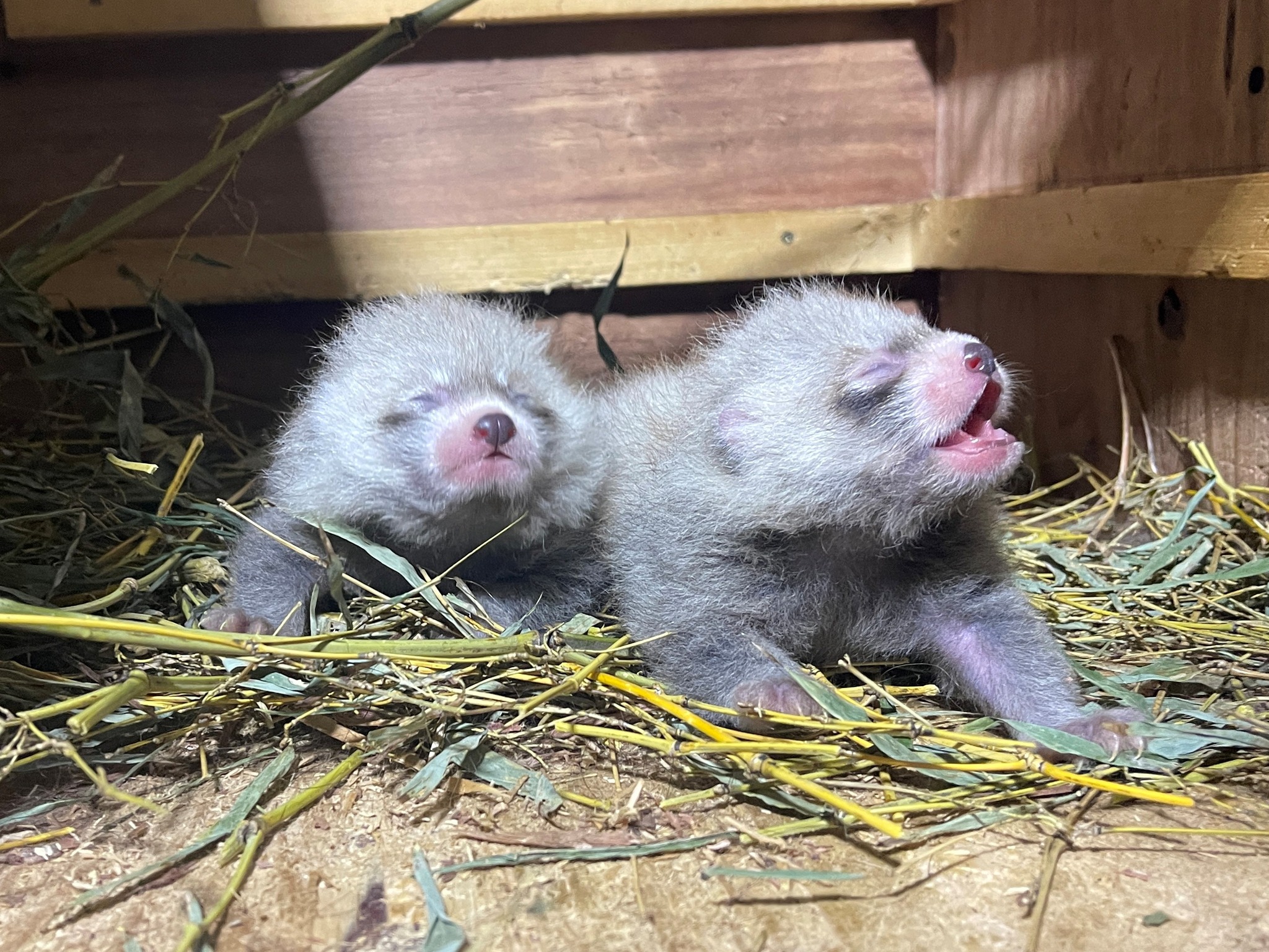 7月8日にレッサーパンダの赤ちゃん2頭が誕生しました！ 母：アケビ 父