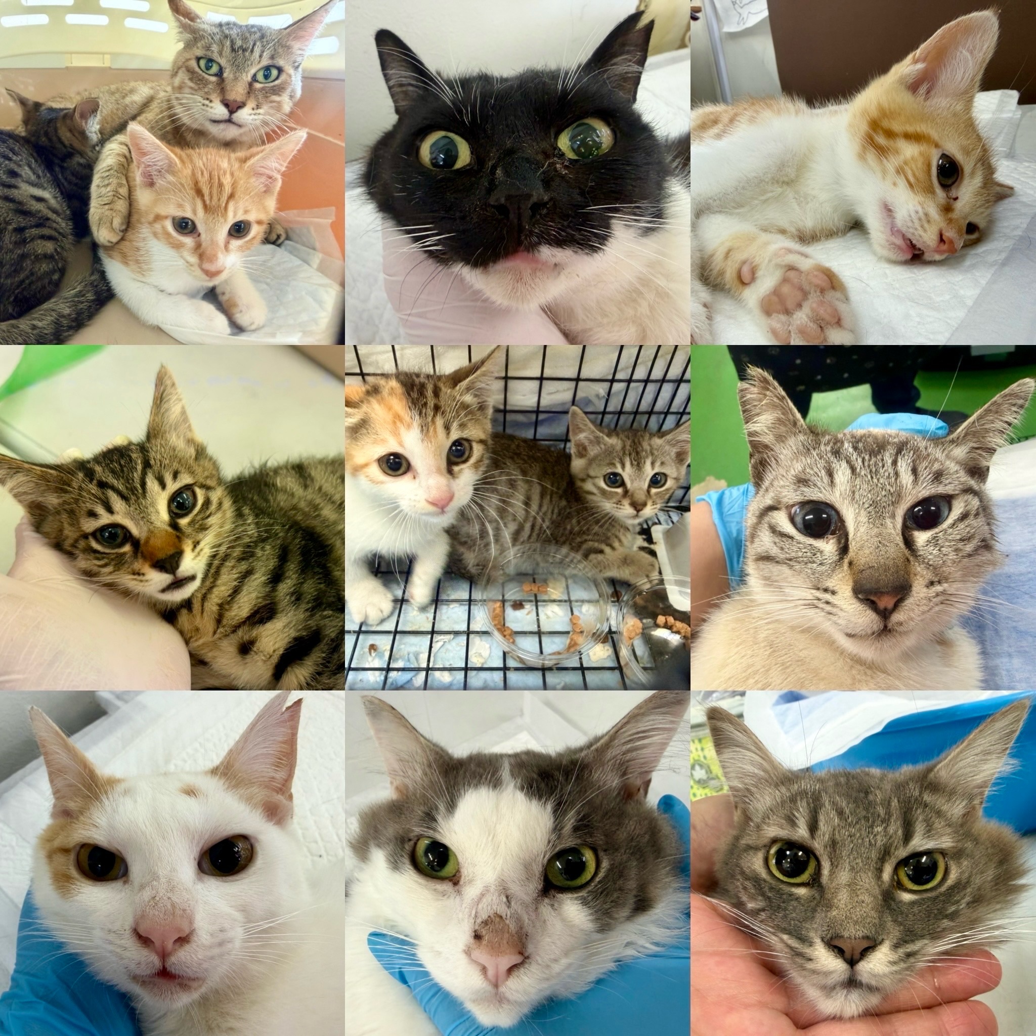 い ながき 動物 病院