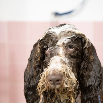 Reigning Cats & Dogs | Cranberry Township, Butler County PA