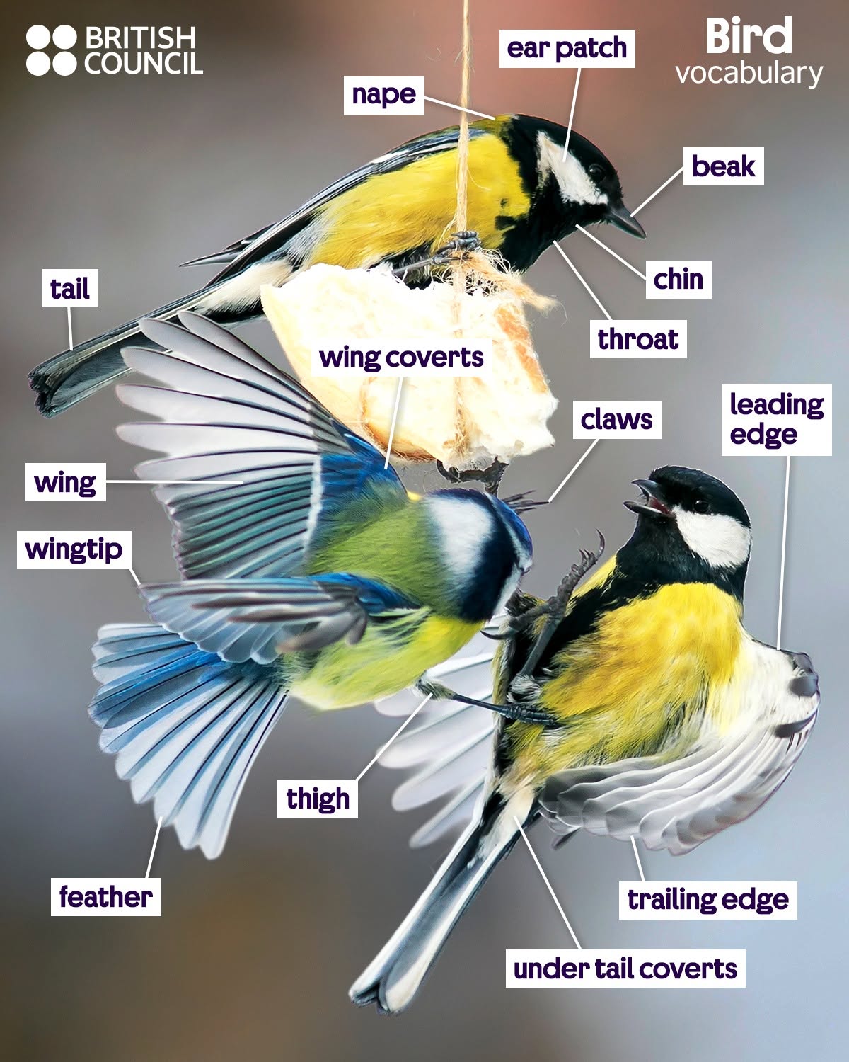 Bird vocabulary in English ?