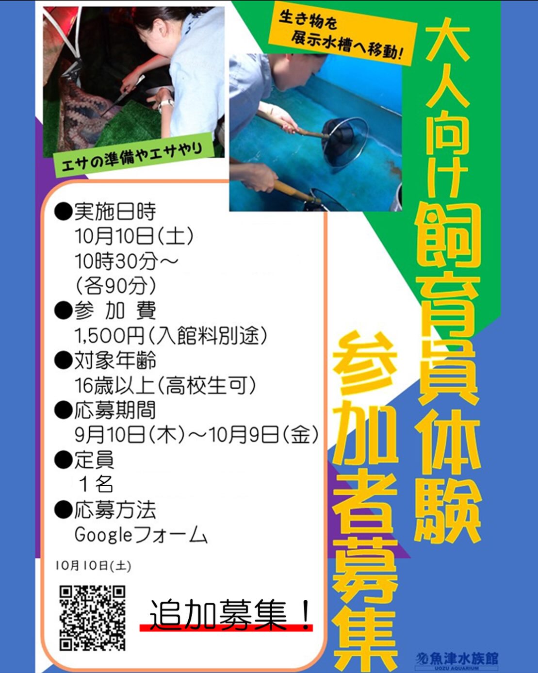 魚津水族館 - #海岸の生物コーナー ヨツハモガニは海藻を頭に