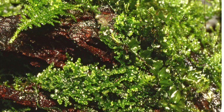 Tropica Aquarium Plants - Riccardia chamedryfolias 🌿 📍Coral moss ...