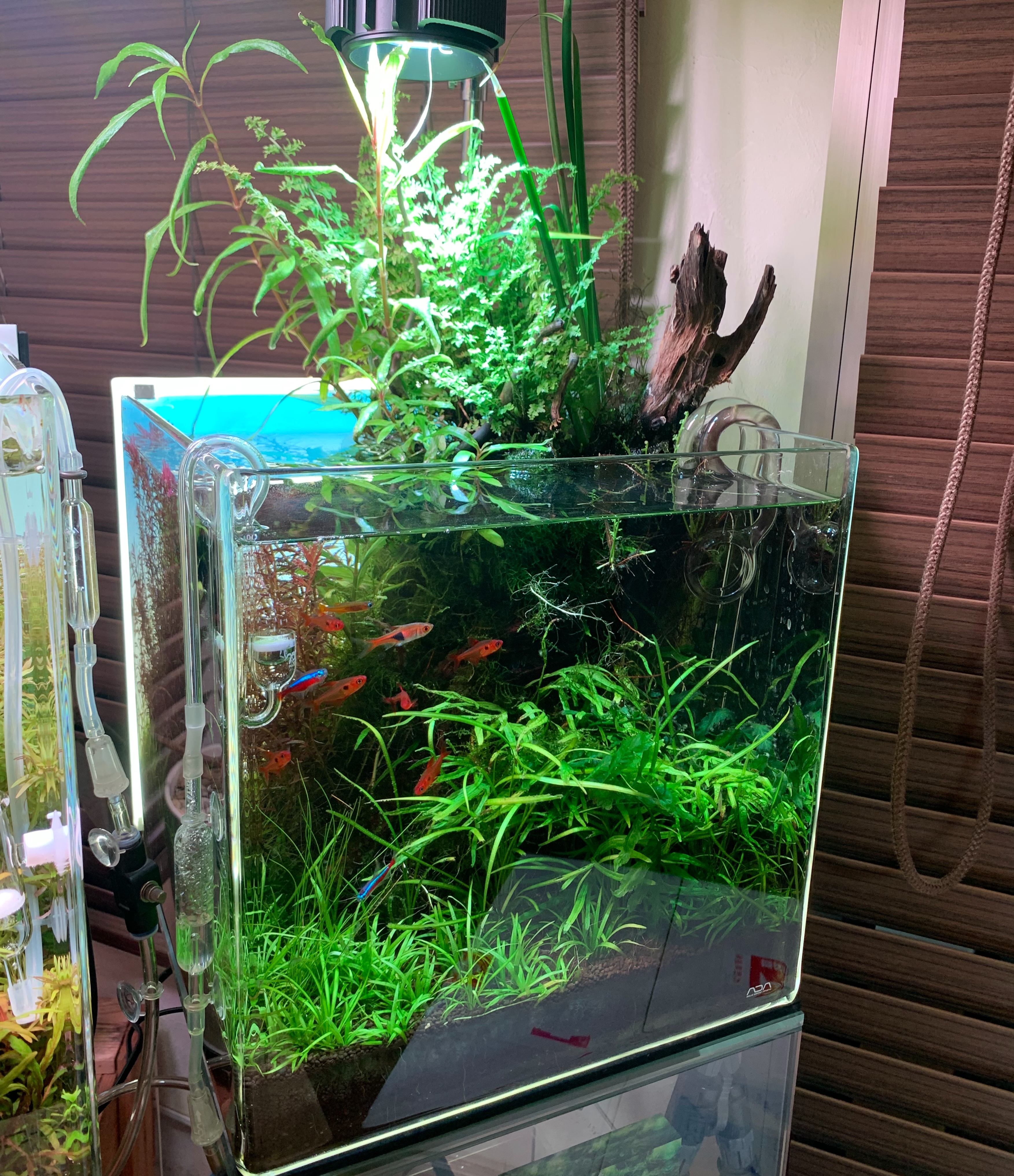 AQUASHOPwasabi（アクアショップワサビ） - Microsorum sp