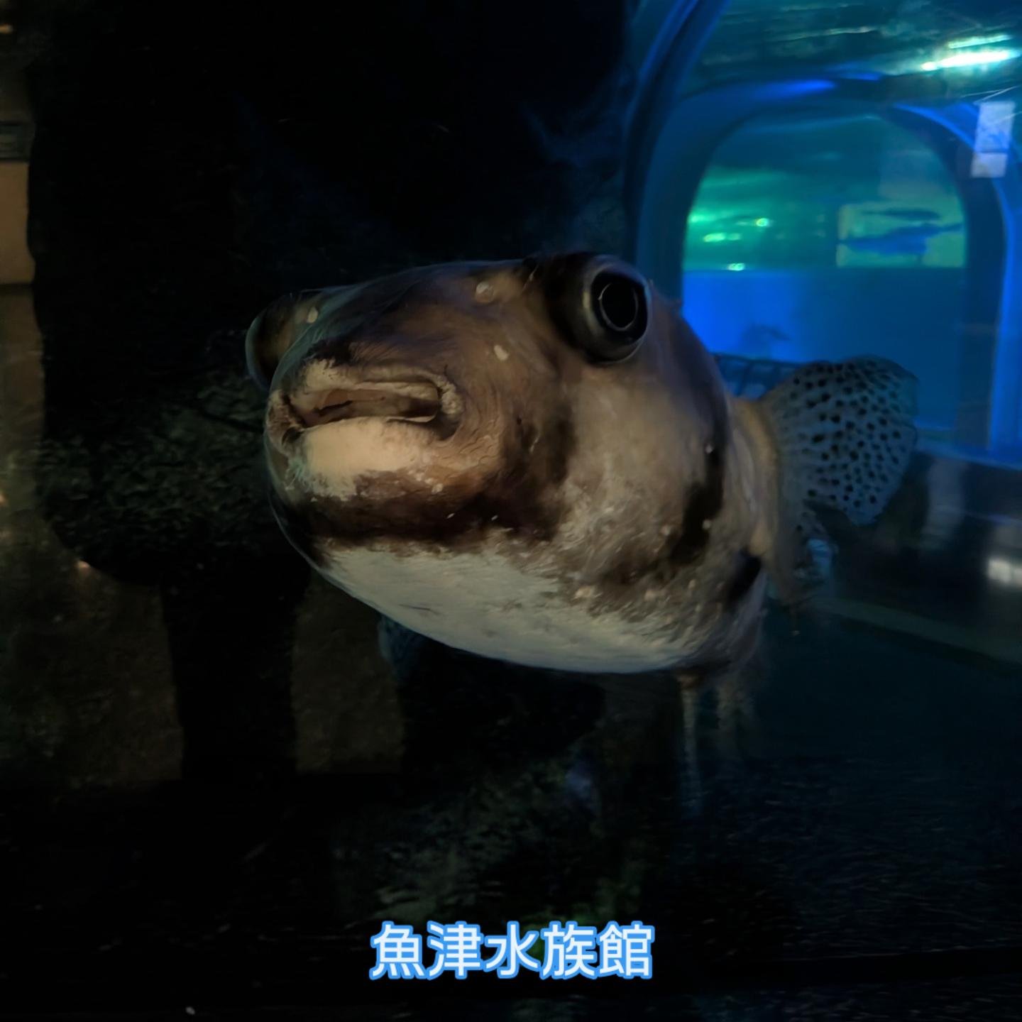 魚津水族館 - #海岸の生物コーナー ヨツハモガニは海藻を頭に