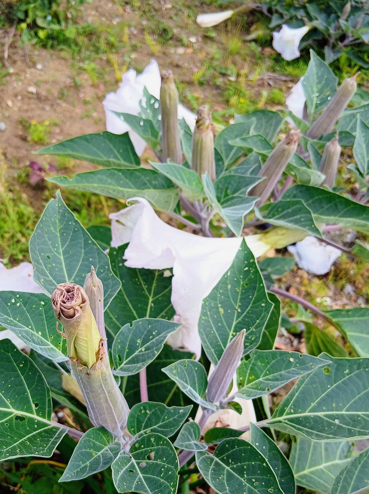 ダチュラ 朝鮮朝顔(ﾁｮｳｾﾝｱｻｶﾞｵ) ナス科の多年草 全草(特に種子や根)に 