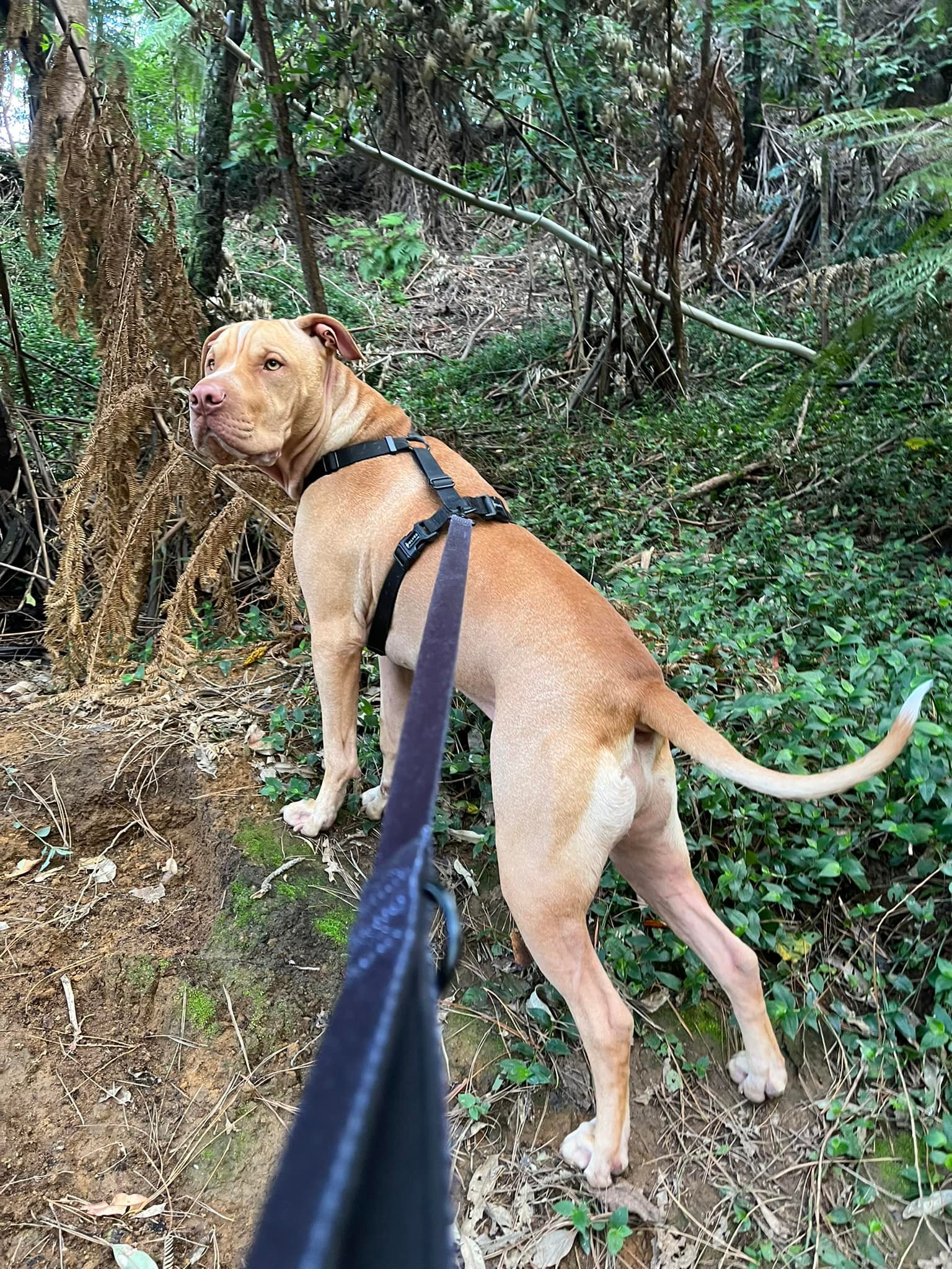 Training Tails | Tauranga