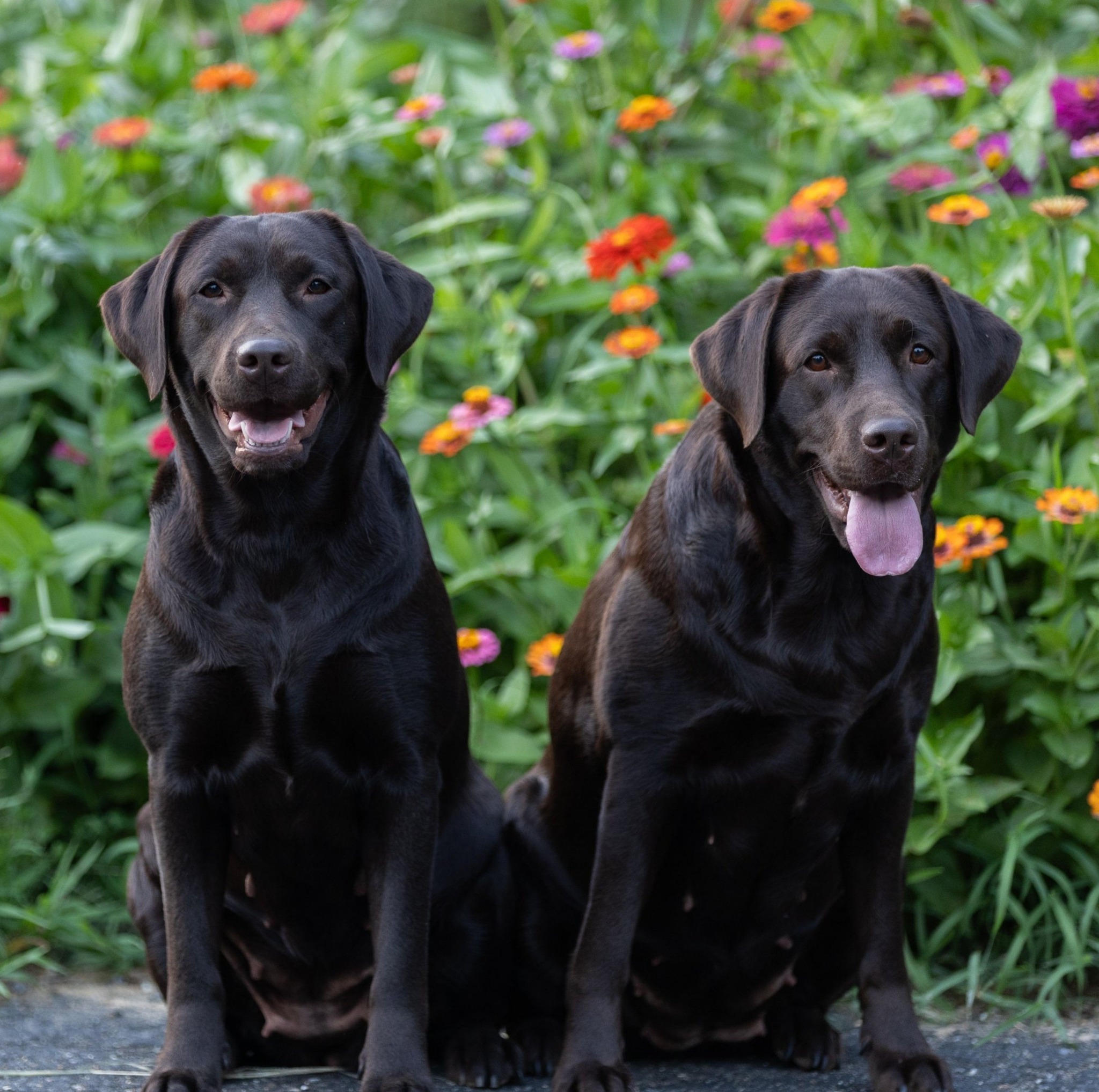 If you have been following us for a... - Puzzles Labradors | Facebook