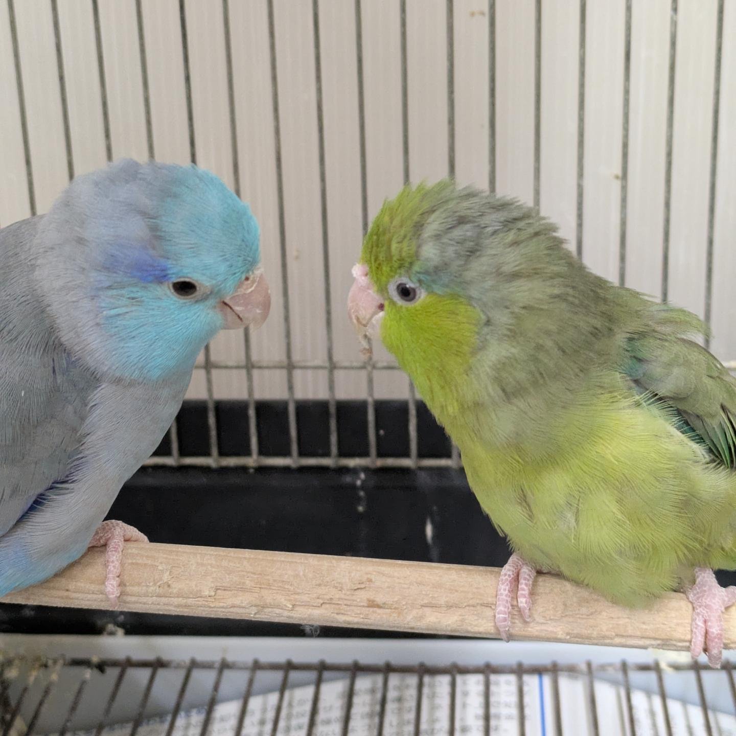 可愛いセキセイインコの雛達が来ました❤️❤️❤️ 元気に餌食べて