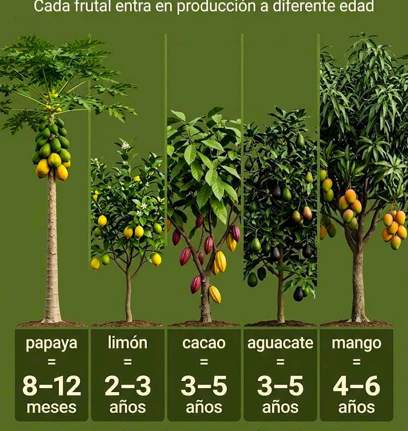8 Semillas De Aguacate Para Plantar – árbol Frutal Columnar Resistente, Ideal Para Maceta, Bonsái O Jardín, Fácil De Cultivar En Casa