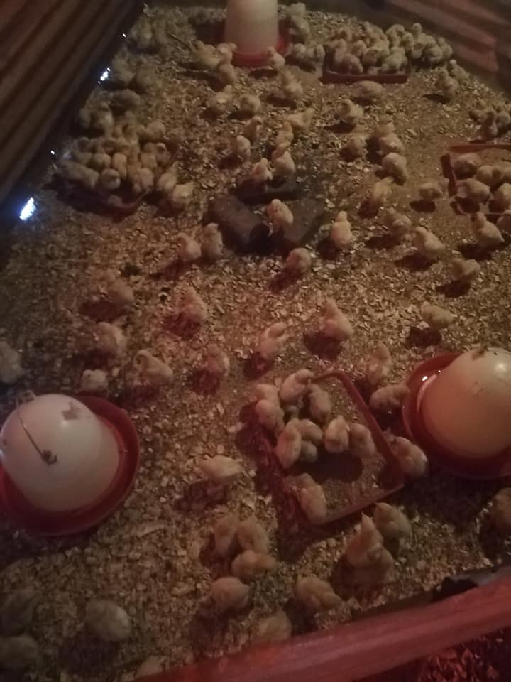 Peezel Farms 