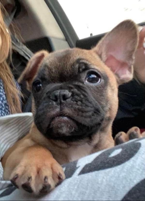 Lost French Bulldog near Prairie View dog park in Illinois