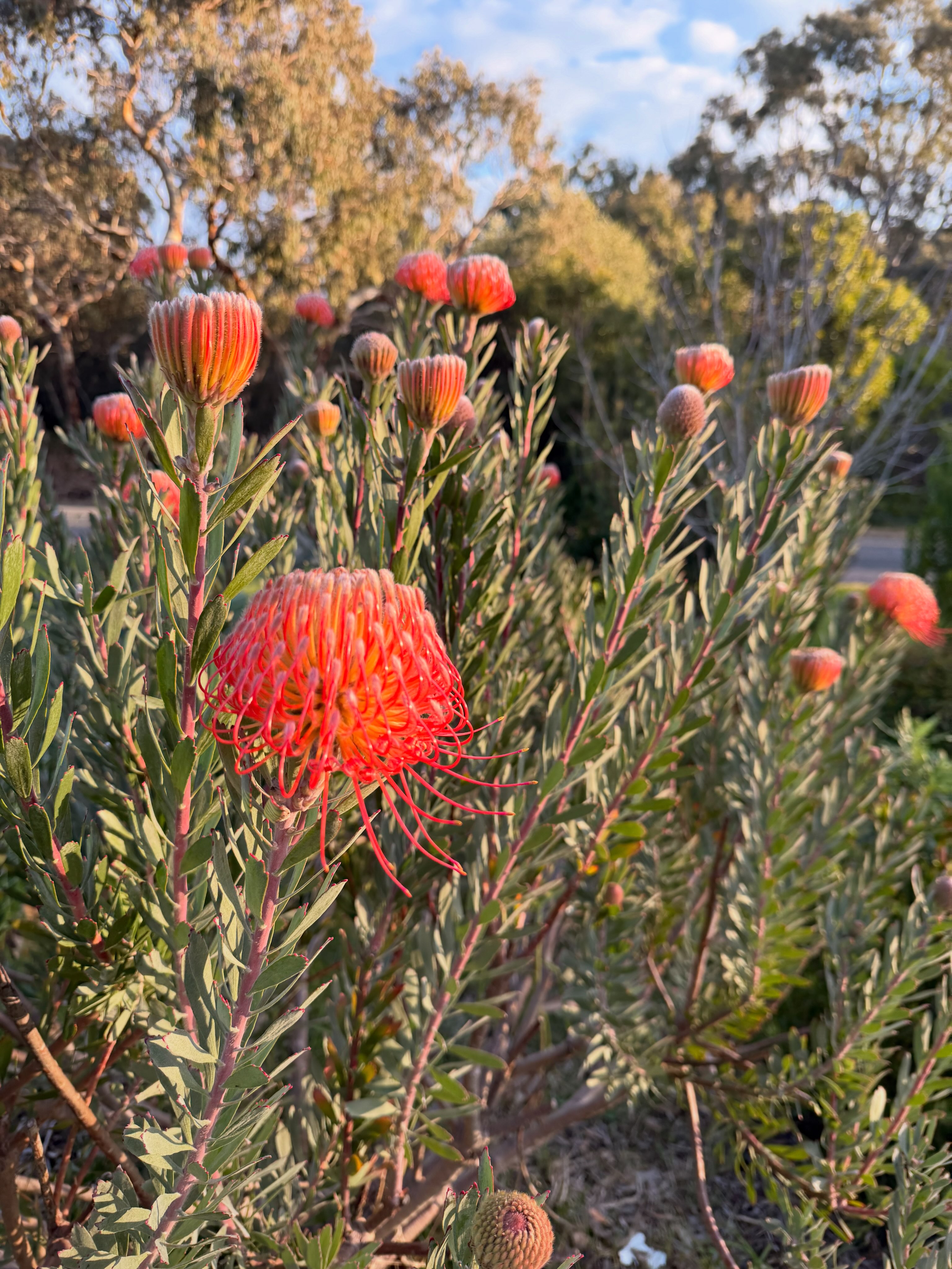 Botanical Love Flowers