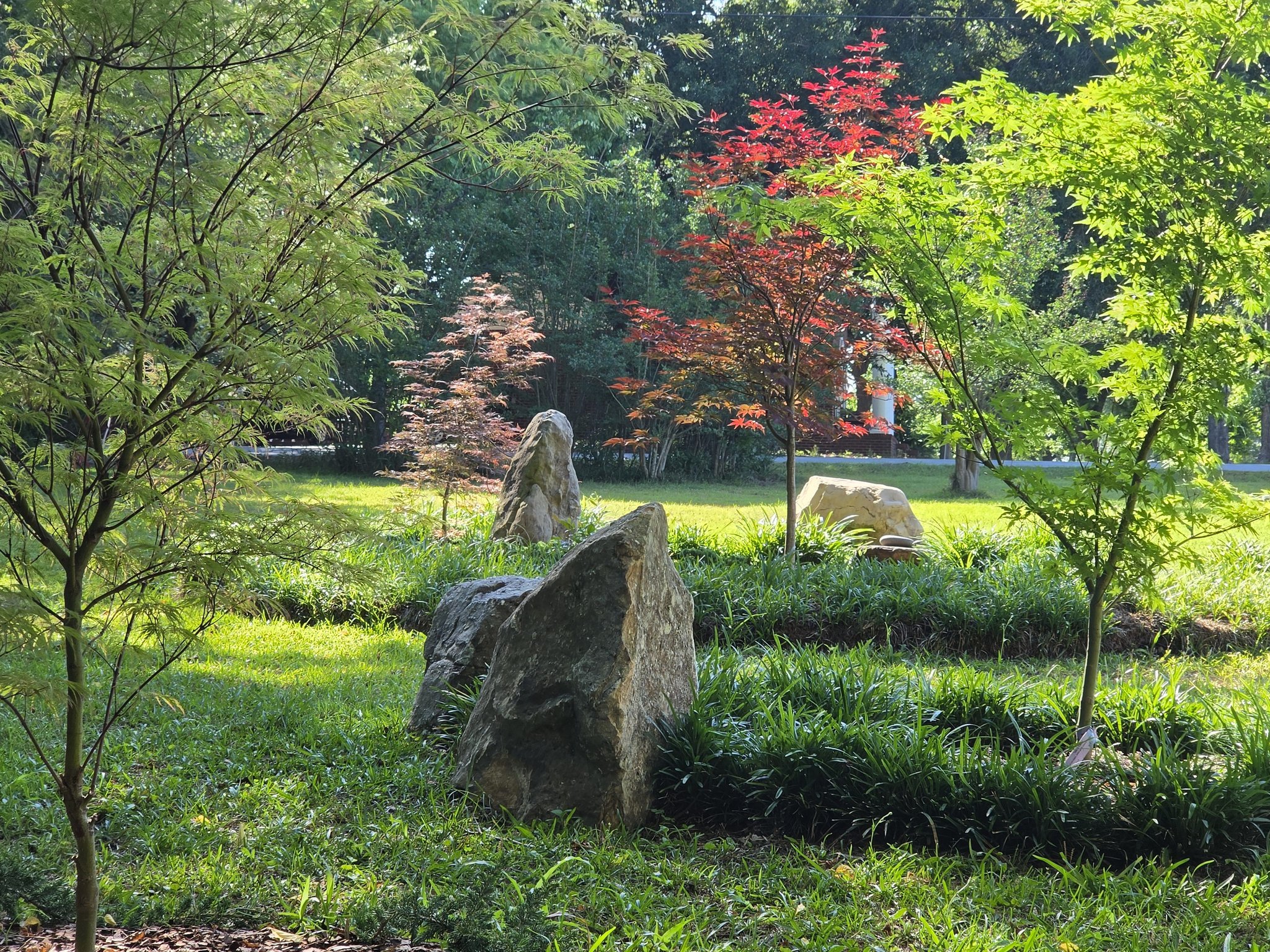 Japanese maple collection and NW Asian inspired garden design