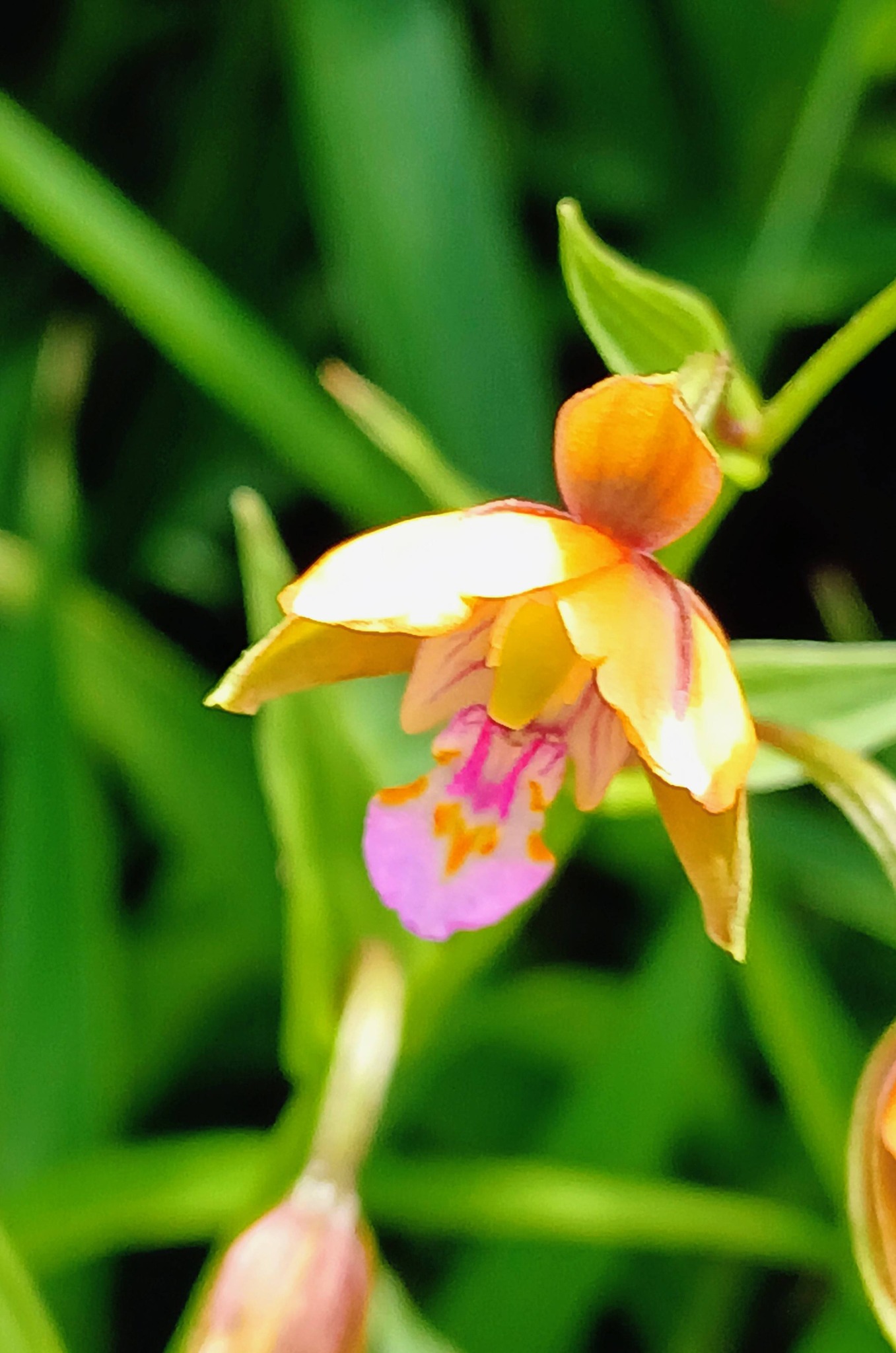 カキラン(柿蘭) ラン科の多年草 花の色が柿に似ている。 湿地に生える