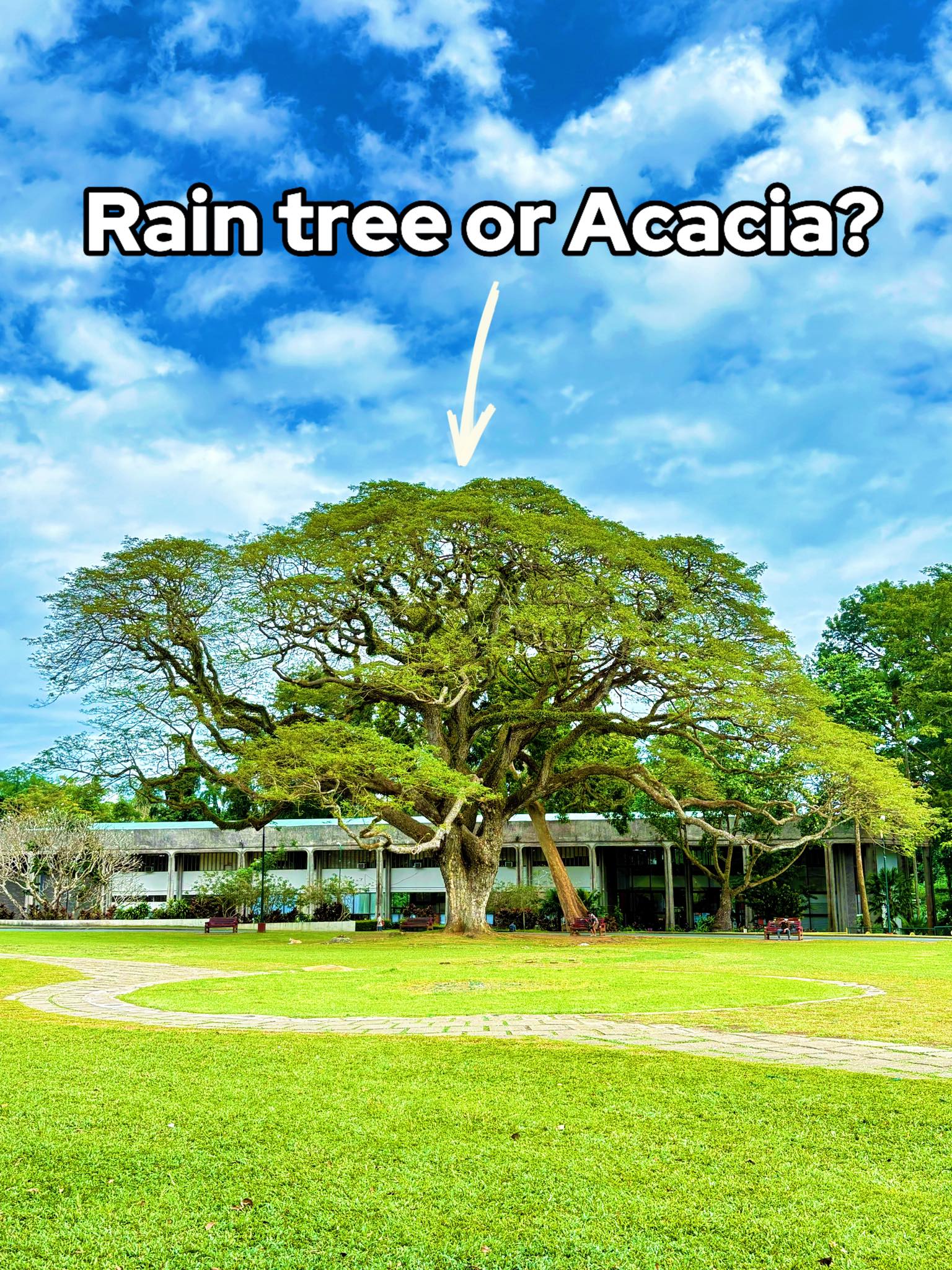 Ethan - Ito ang Rain tree o 𝘚𝘢𝘮𝘢𝘯𝘦𝘢 𝘴𝘢𝘮𝘢𝘯, na madalas napagkakamalang ...