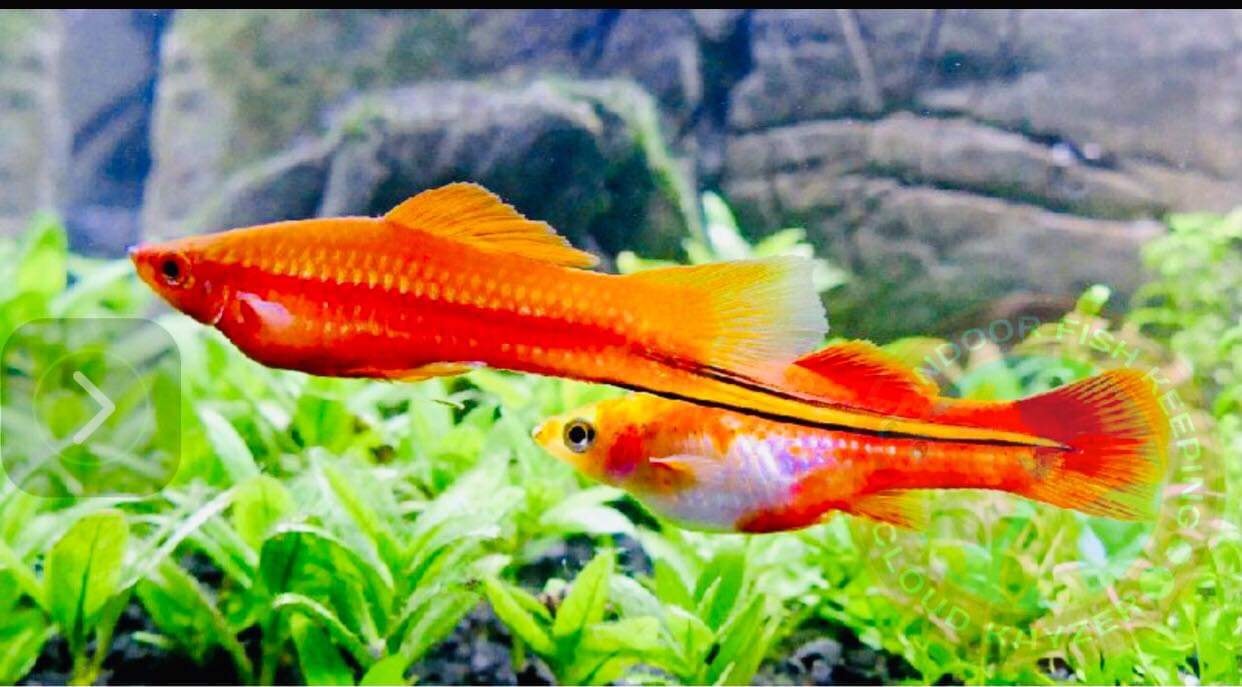 Indoor Fish Keeping - 3. Swordtails Lifespan: 3-5 years Size: Up to 6 ...