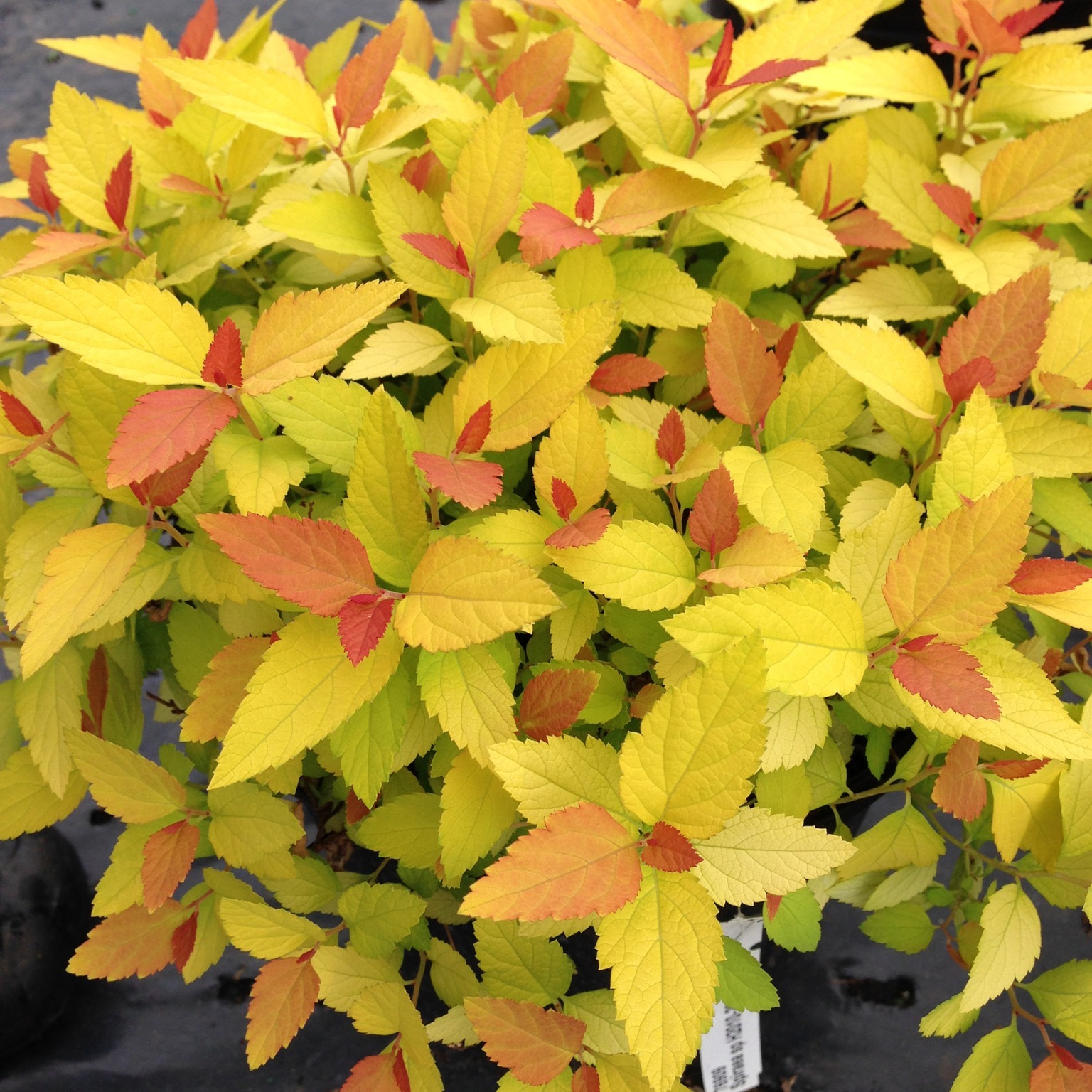 🍁 Fall is one of the best times to plant. Warm soil + cooler weather ...