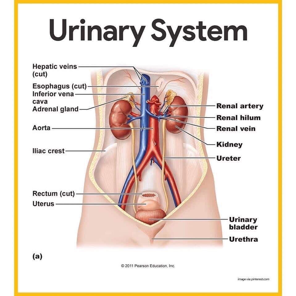Medical Club - النادي الطبي - 🟠Anatomy of the Urinary System: The ...