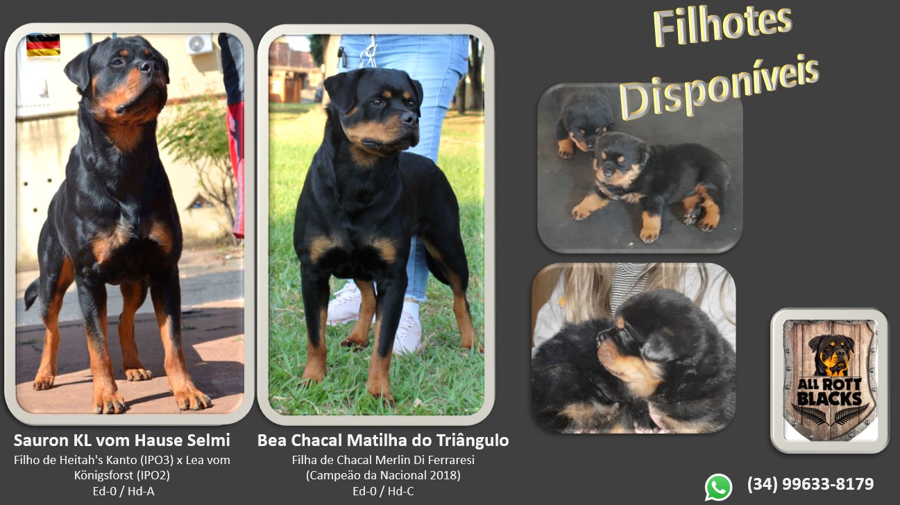 Canil All Rott Blacks