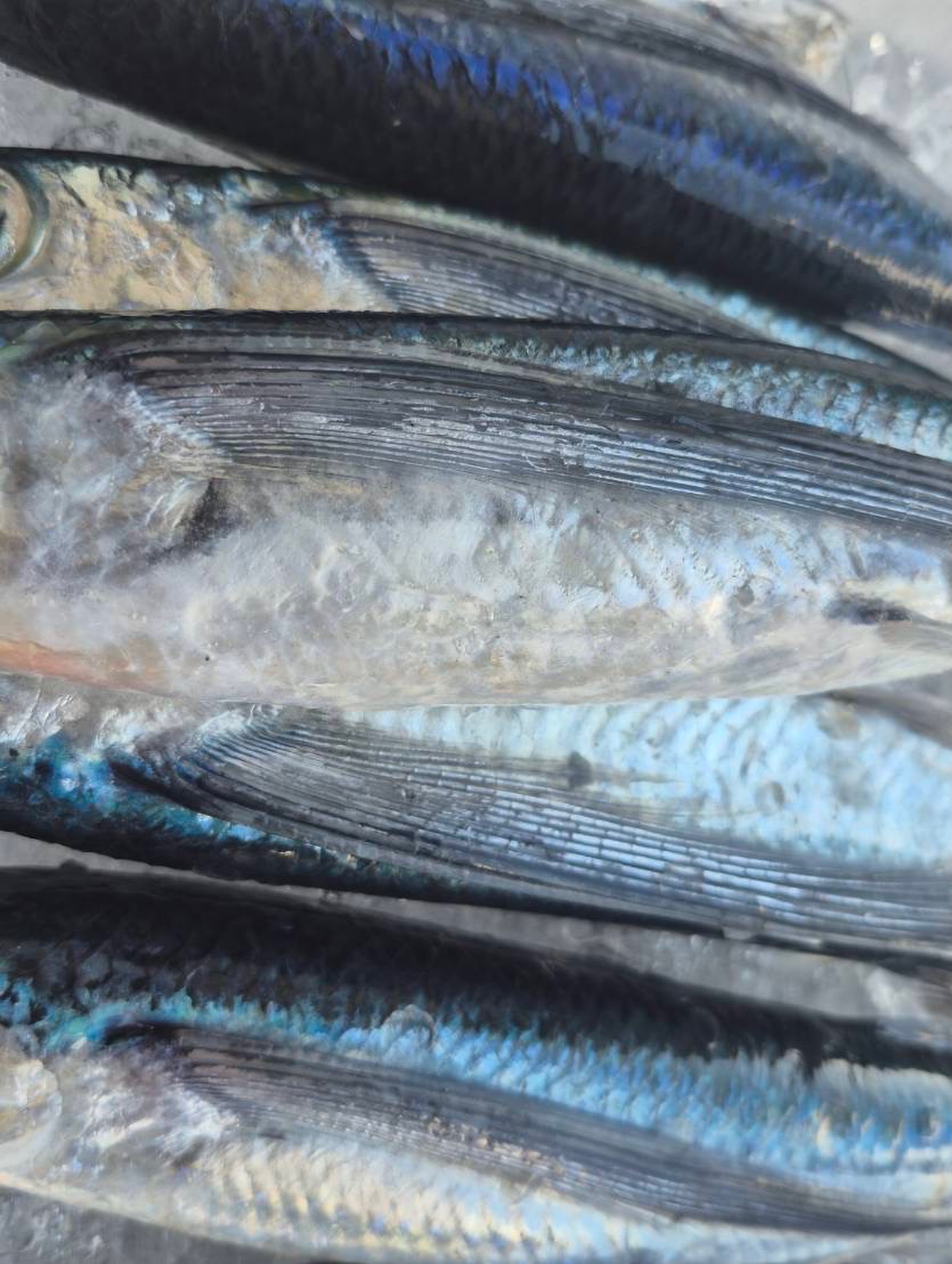 魚屋いせやん/from滋賀・大津 added a new photo. - 魚屋いせやん/from