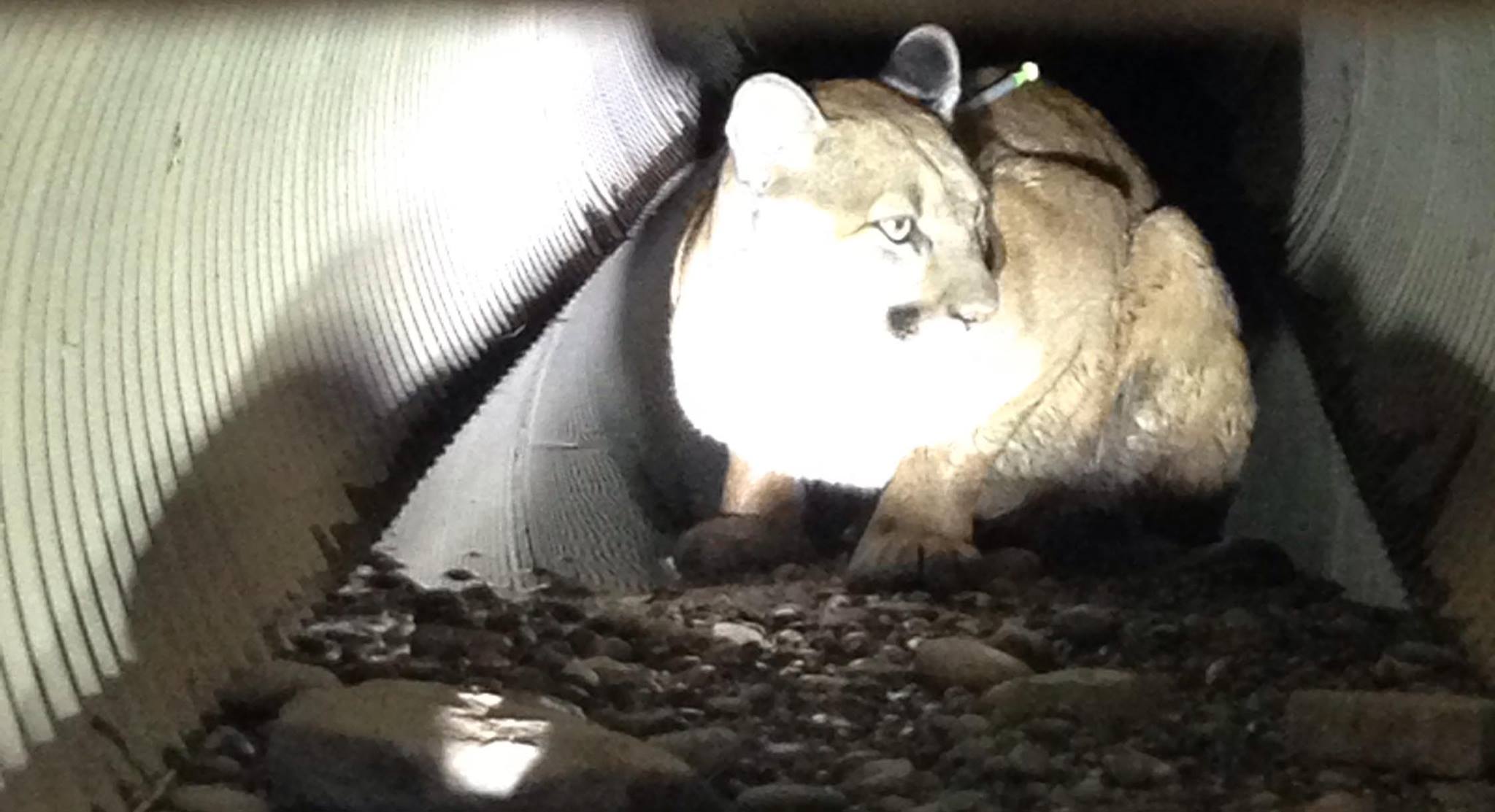 Conservation Officers darted a young male mountain lion that had