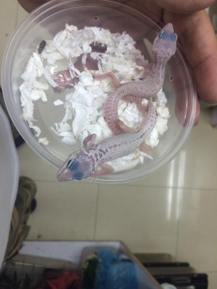 爬蟲國度 - 今日已開售守宮 CB肥尾守宮 4-6吋 - 橘白化 tangerine albino $1180