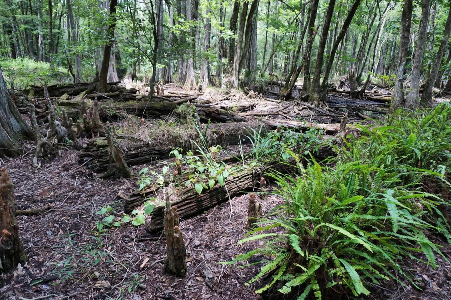 Florida - Remains from an old logging bridge at Half Moon Wildlife ...