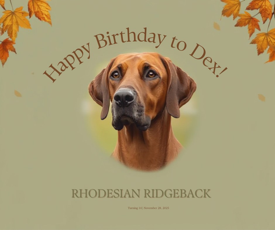 Town - 🎉🐾 Happy 14th Birthday to Dex! 🐾🎉 Tomorrow, on November 28th, we ...