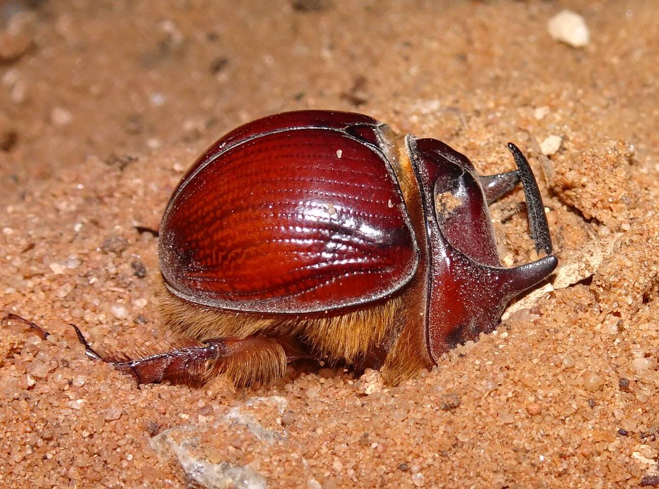 標本 Australia Blackburnium s.p 24mm The sand turds are everywhere in the Mallee and this is one of the