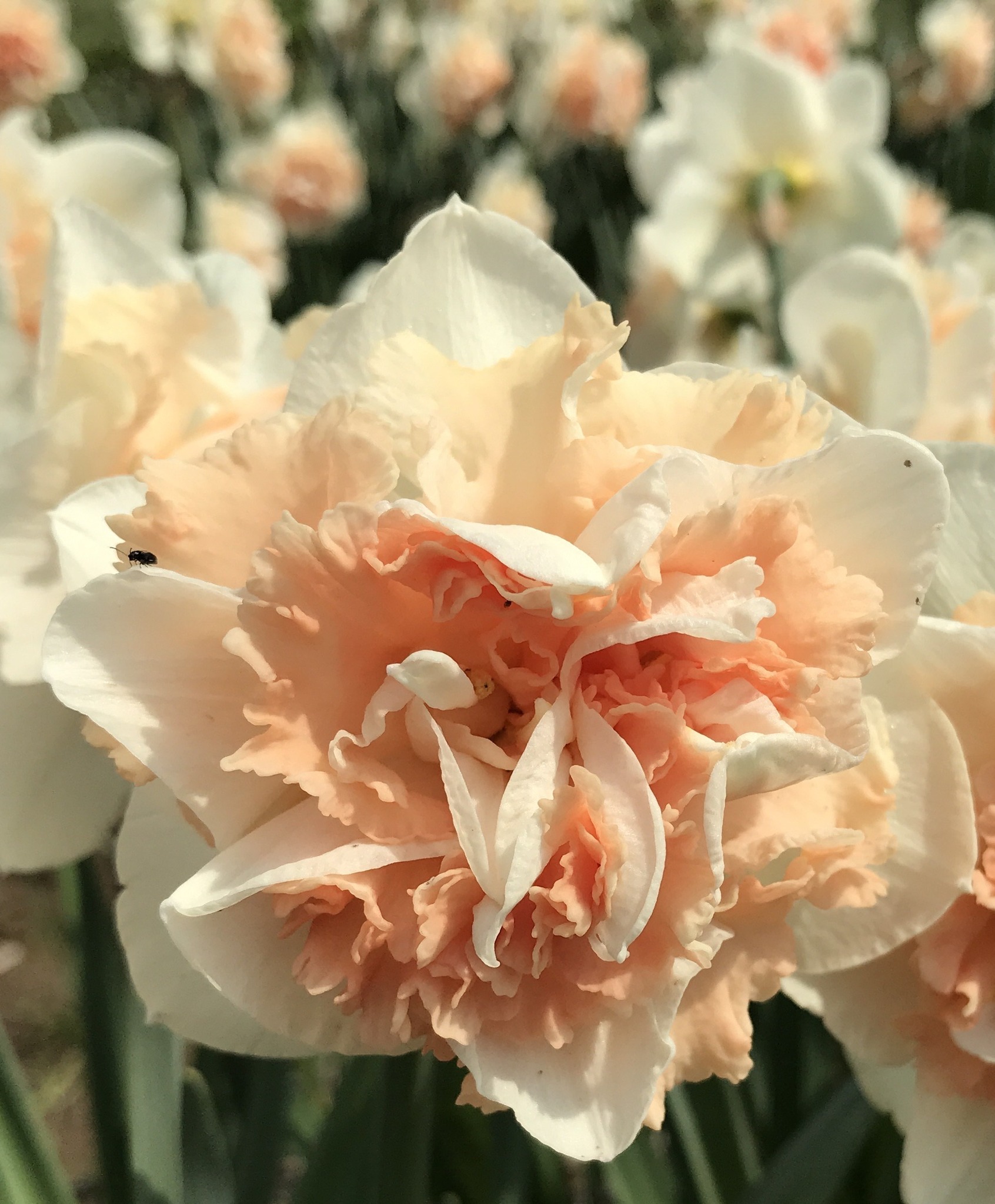 Bulbs for Spring Color-OKDTS October Meeting