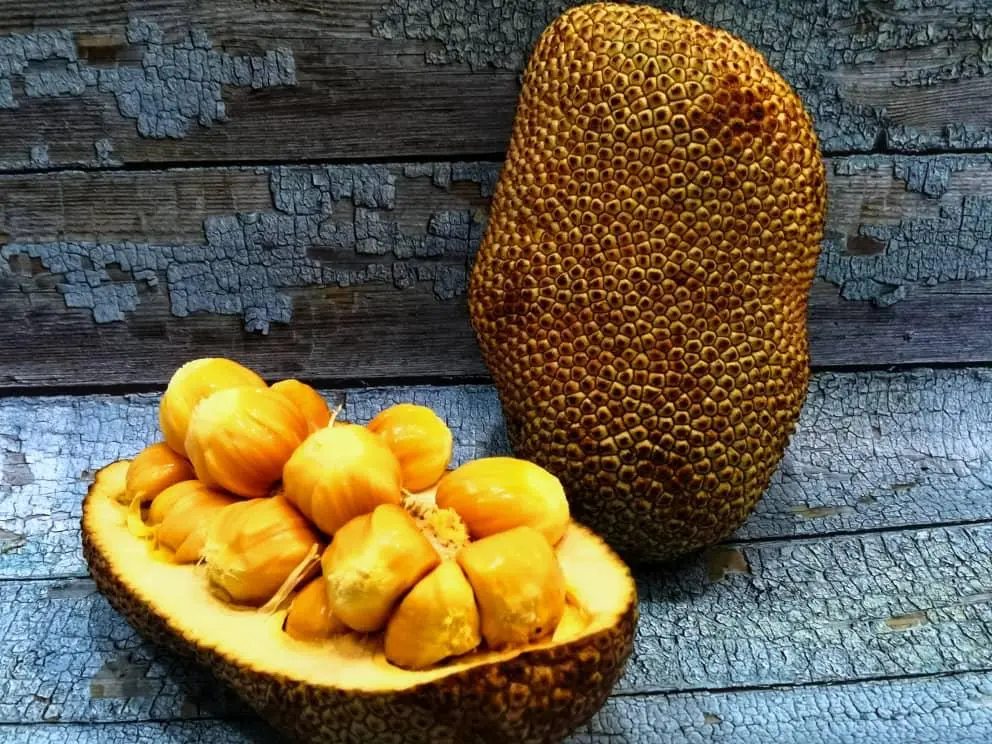 Chempedak fruit with thick flesh