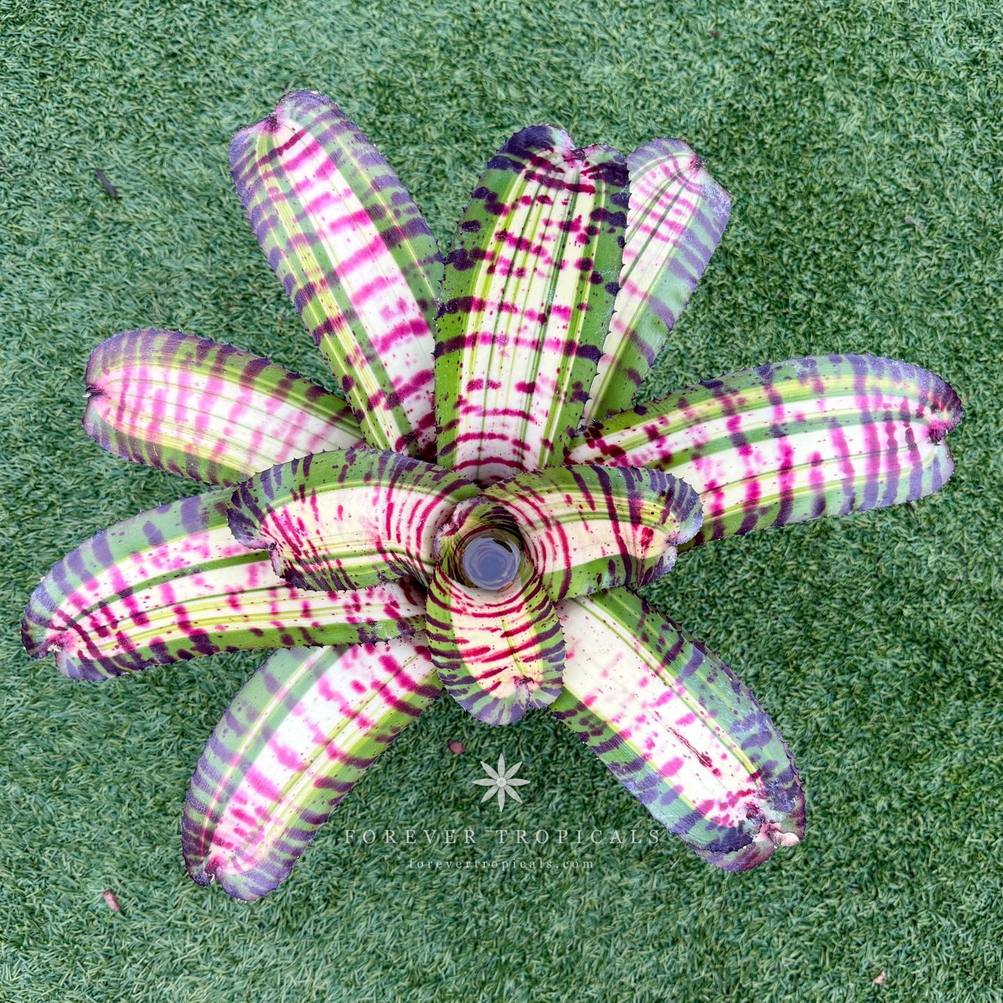 Forever - Neoregelia 'Hyena'