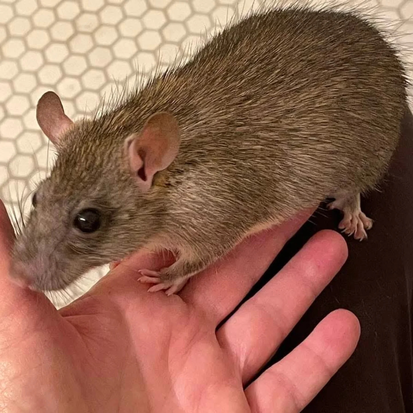 South Bay Rodent Rescue added a... - South Bay Rodent Rescue